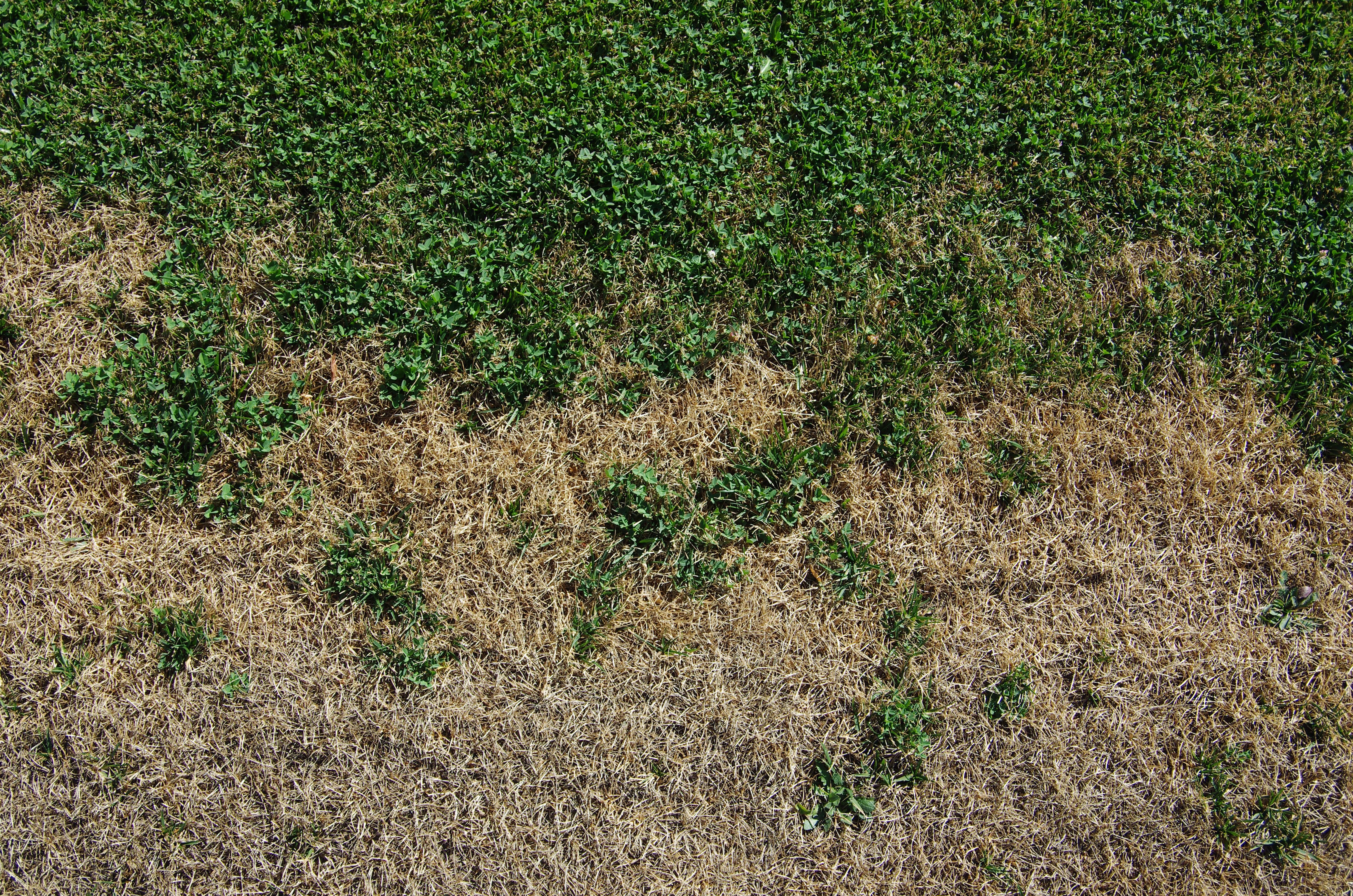 Grünes und vertrocknetes Gras auf einer Wiese im oberen und unteren Bildbereich.