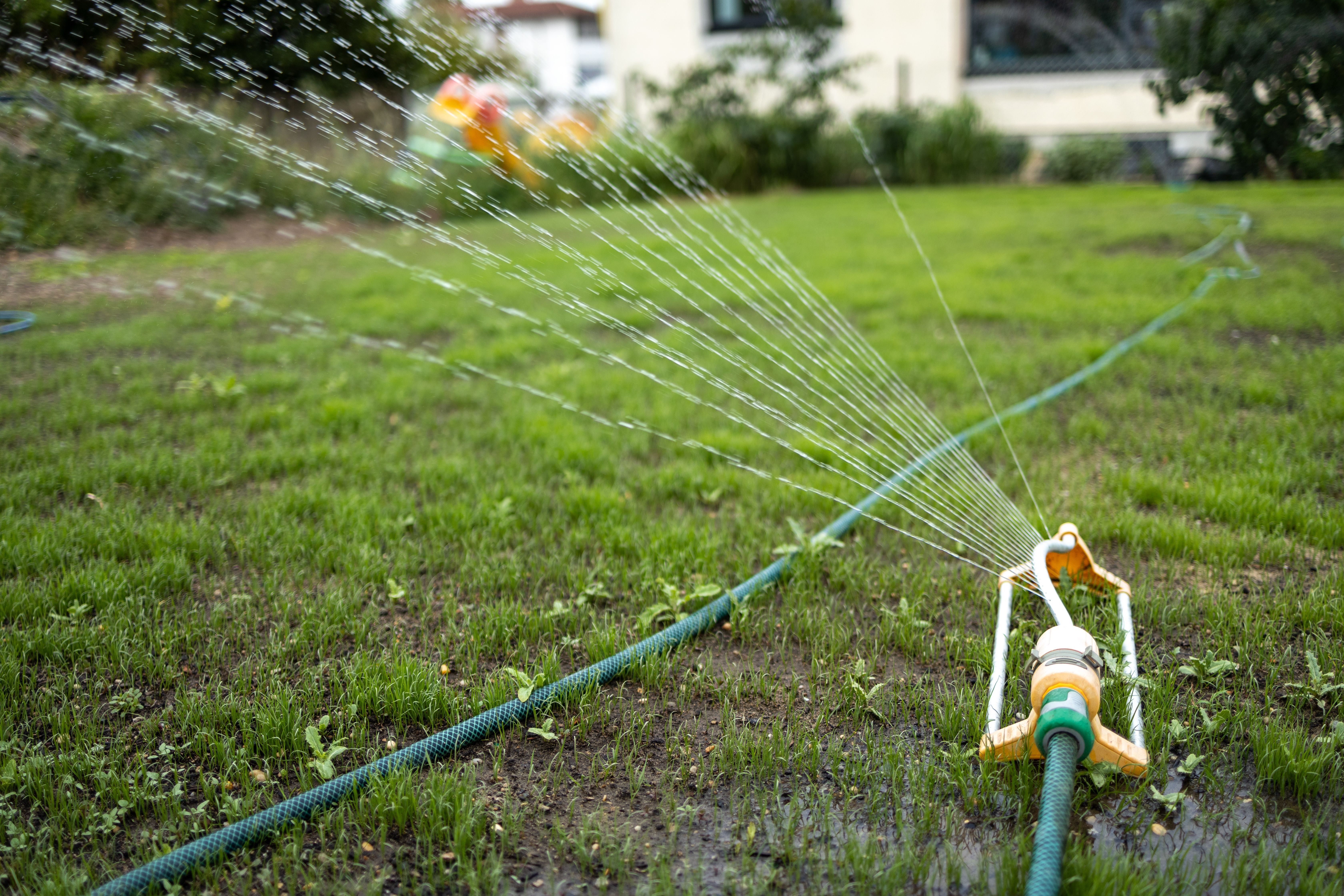 Ein Rasensprenger bewässert eine grüne Rasenfläche im Garten, im Hintergrund unscharfes Wohnhaus.