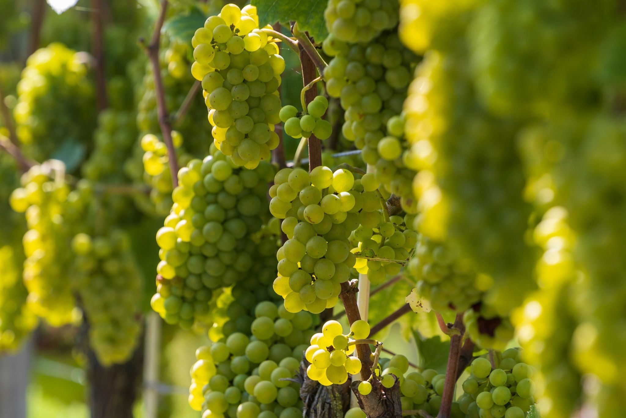 Schon jetzt wird Wein geerntet.