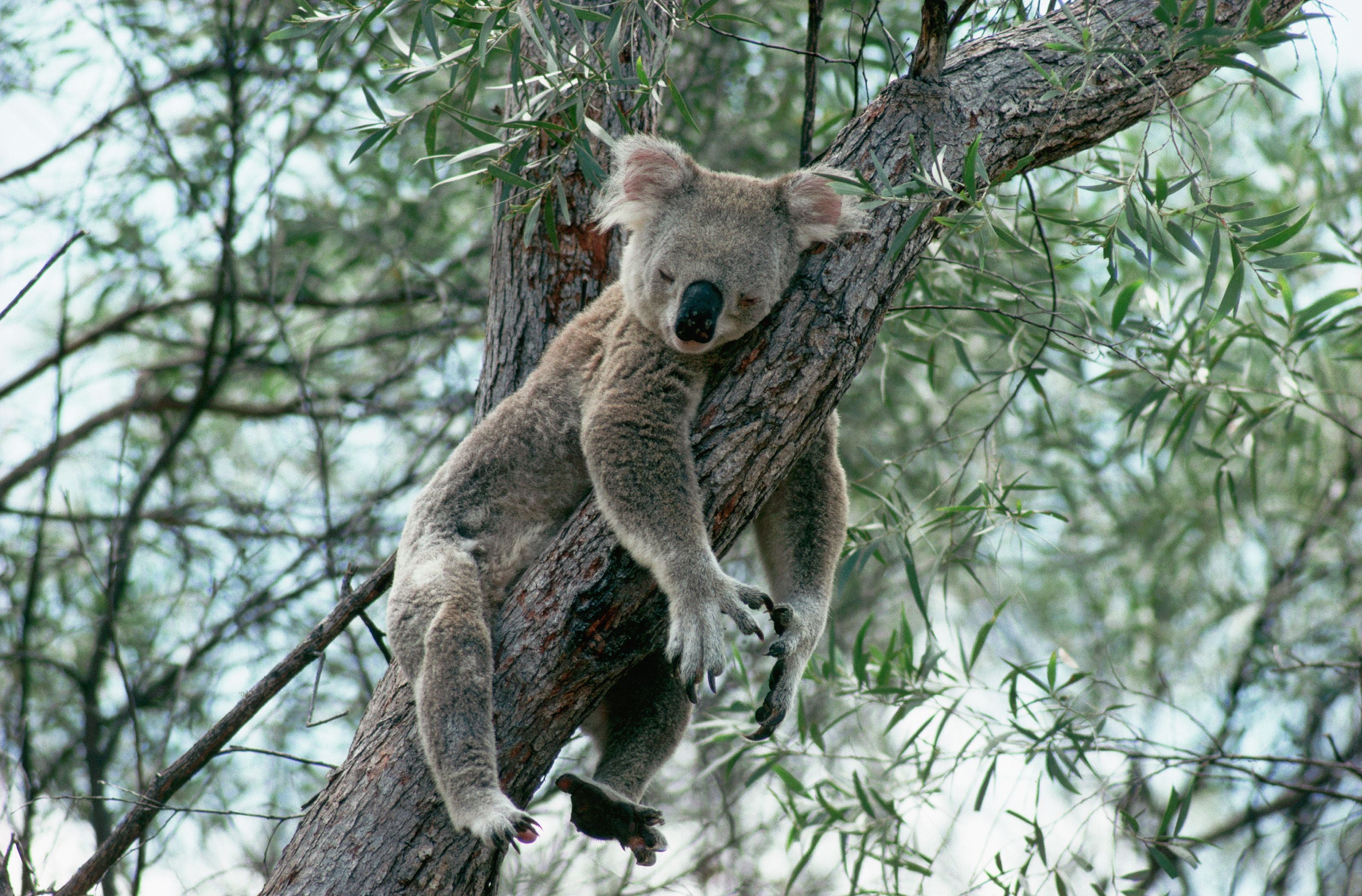 Ein Koala schläft entspannt auf einem Ast eines Eukalyptusbaums.