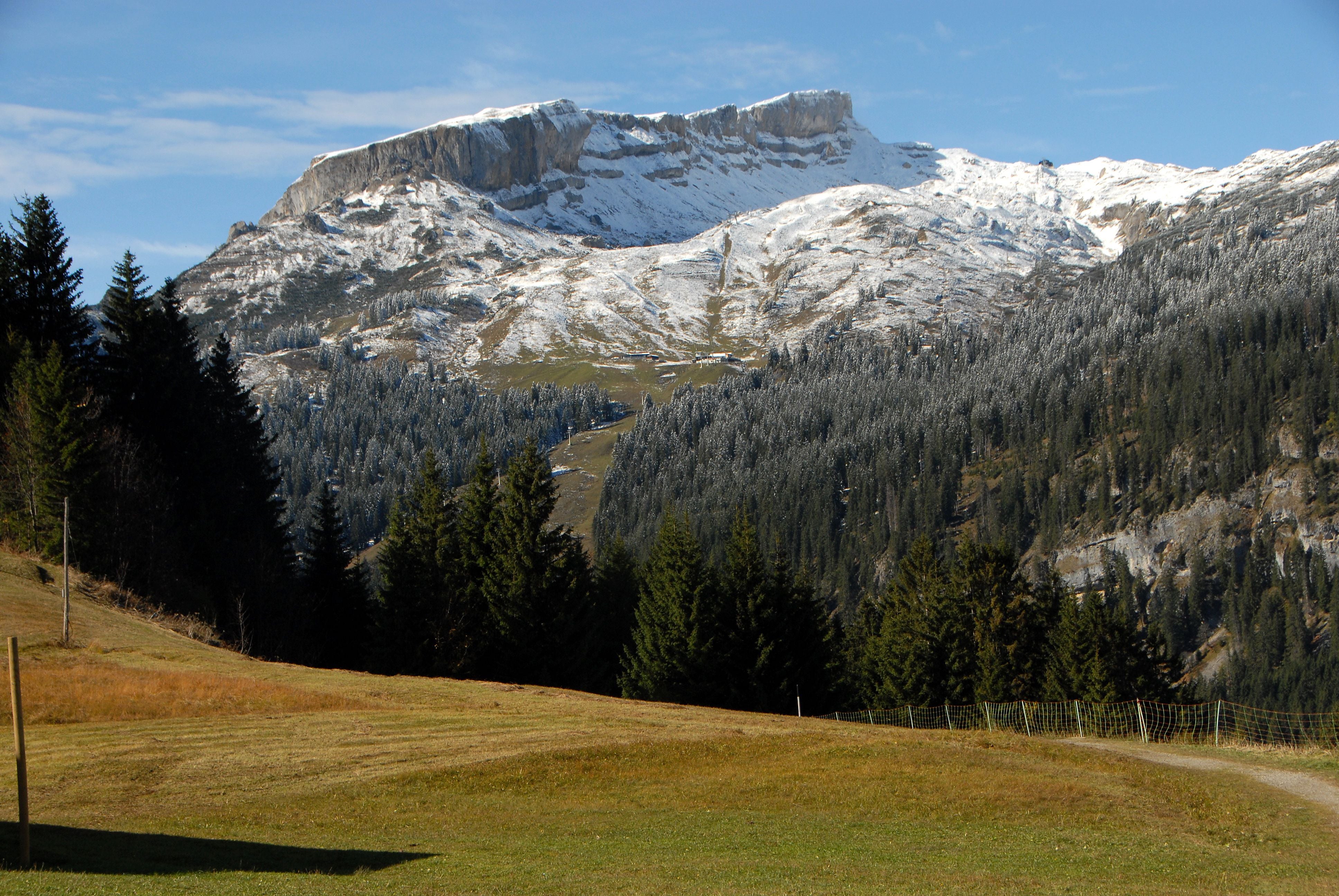 Verschneiter Hoher Ifen in Vorarlberg mit Wiese und Tannen im Vordergrund.
