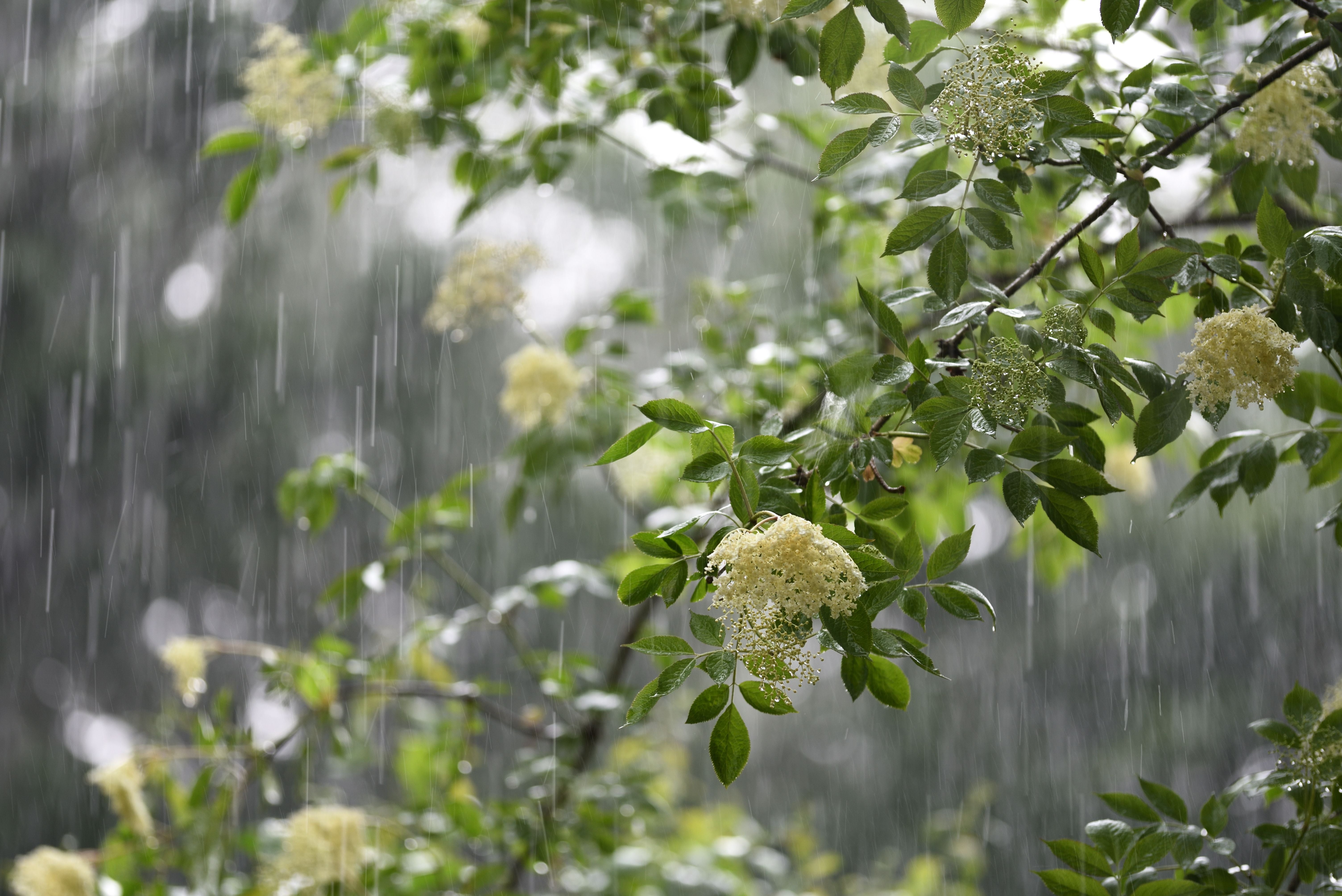 Grüne Holunderbaumzweige mit Blüten im Regen.