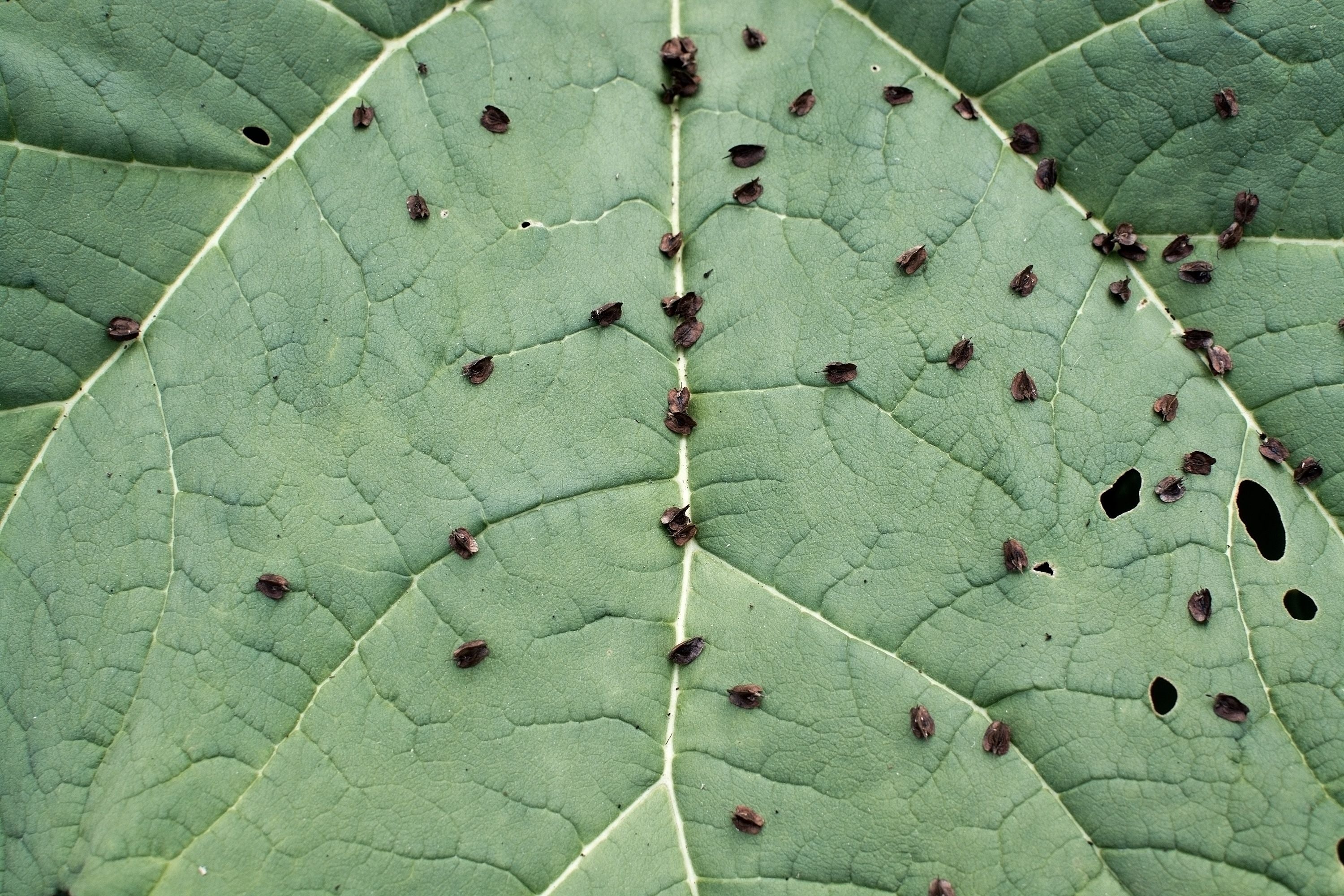 Grünes Blatt mit zahlreichen kleinen, dunklen Schädlingen und einigen Löchern.