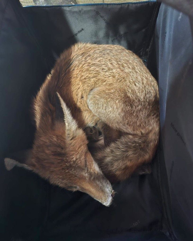 Ein Fuchs liegt zusammengerollt auf einer schwarzen Couch in einem Wohnhaus.