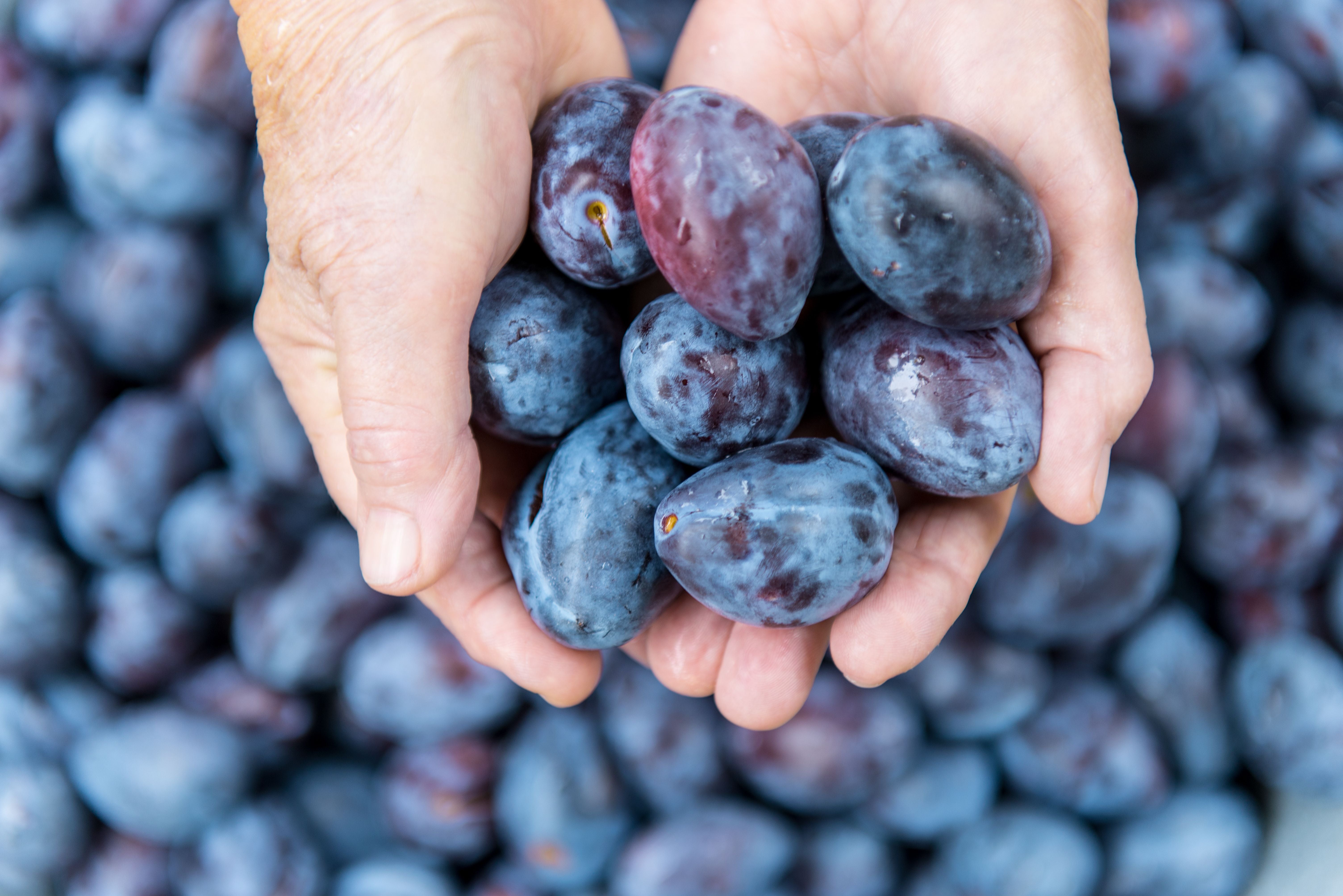 Hände halten frische blaue Pflaumen, im Hintergrund liegen weitere Pflaumen unscharf.