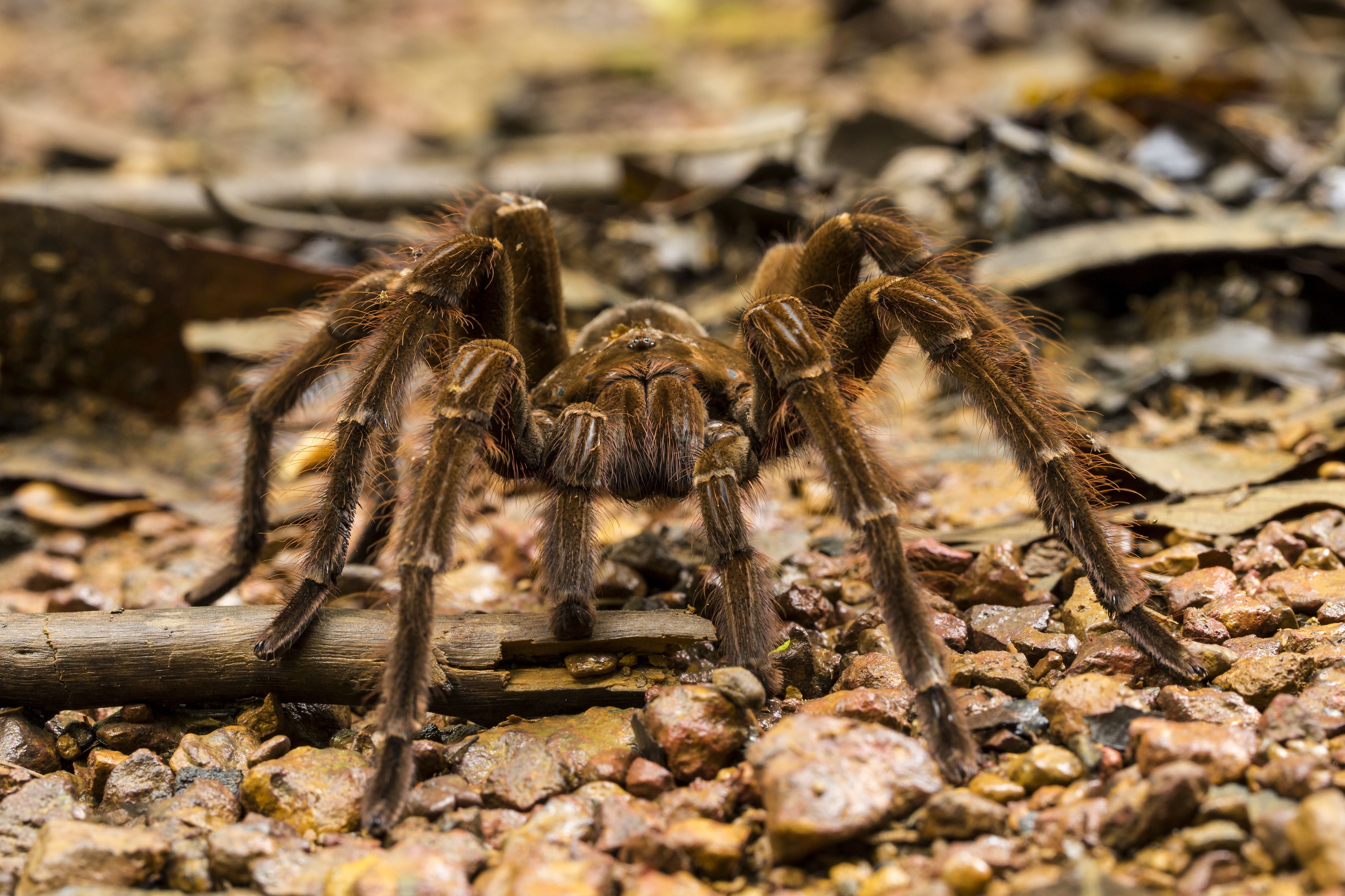 Eine Goliath-Vogelspinne läuft tagsüber über einen steinigen Waldboden im Regenwald.