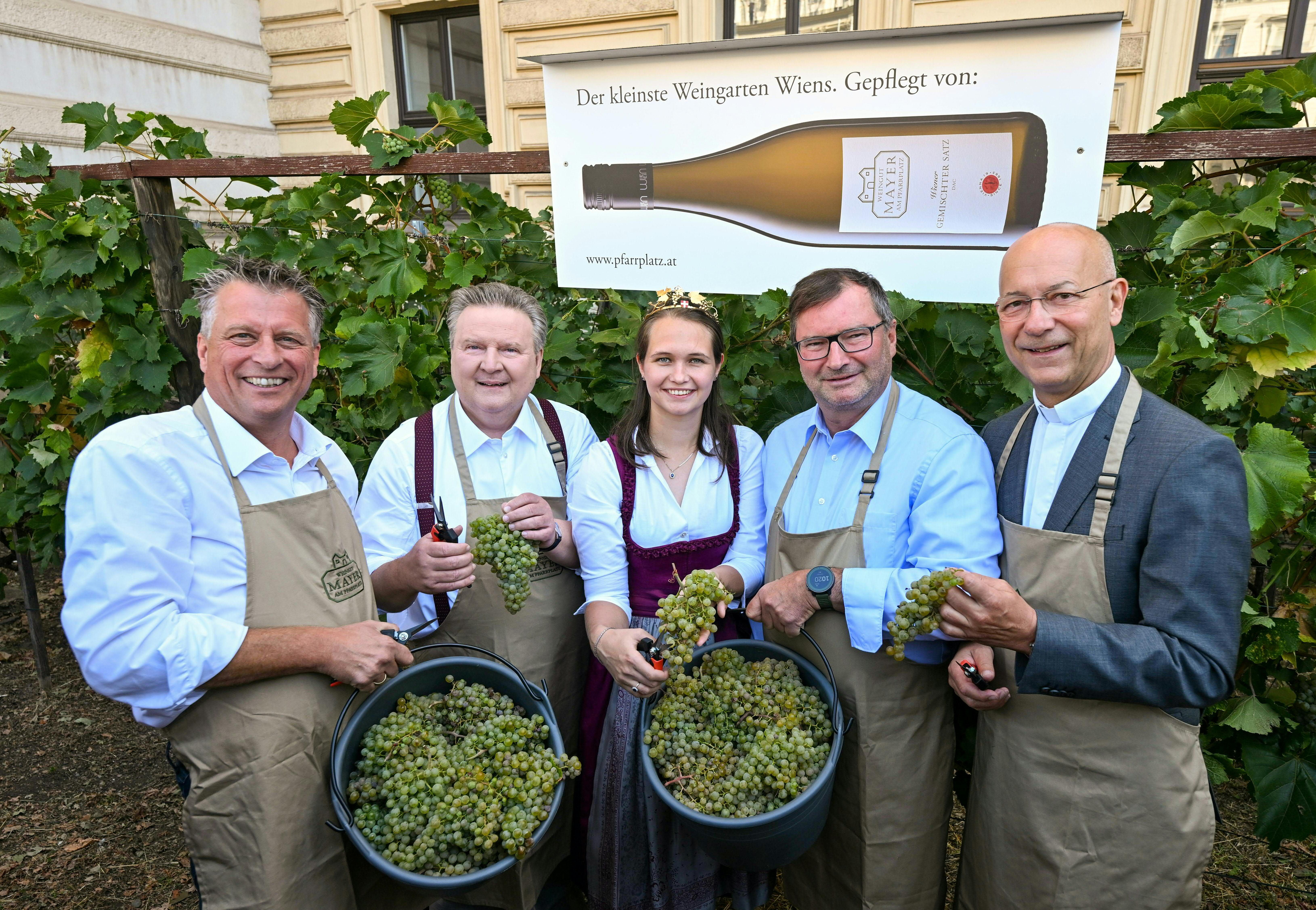 Fünf Personen mit Trauben und Eimern bei der Weinlese im Weingarten am Schwarzenbergplatz in Wien.