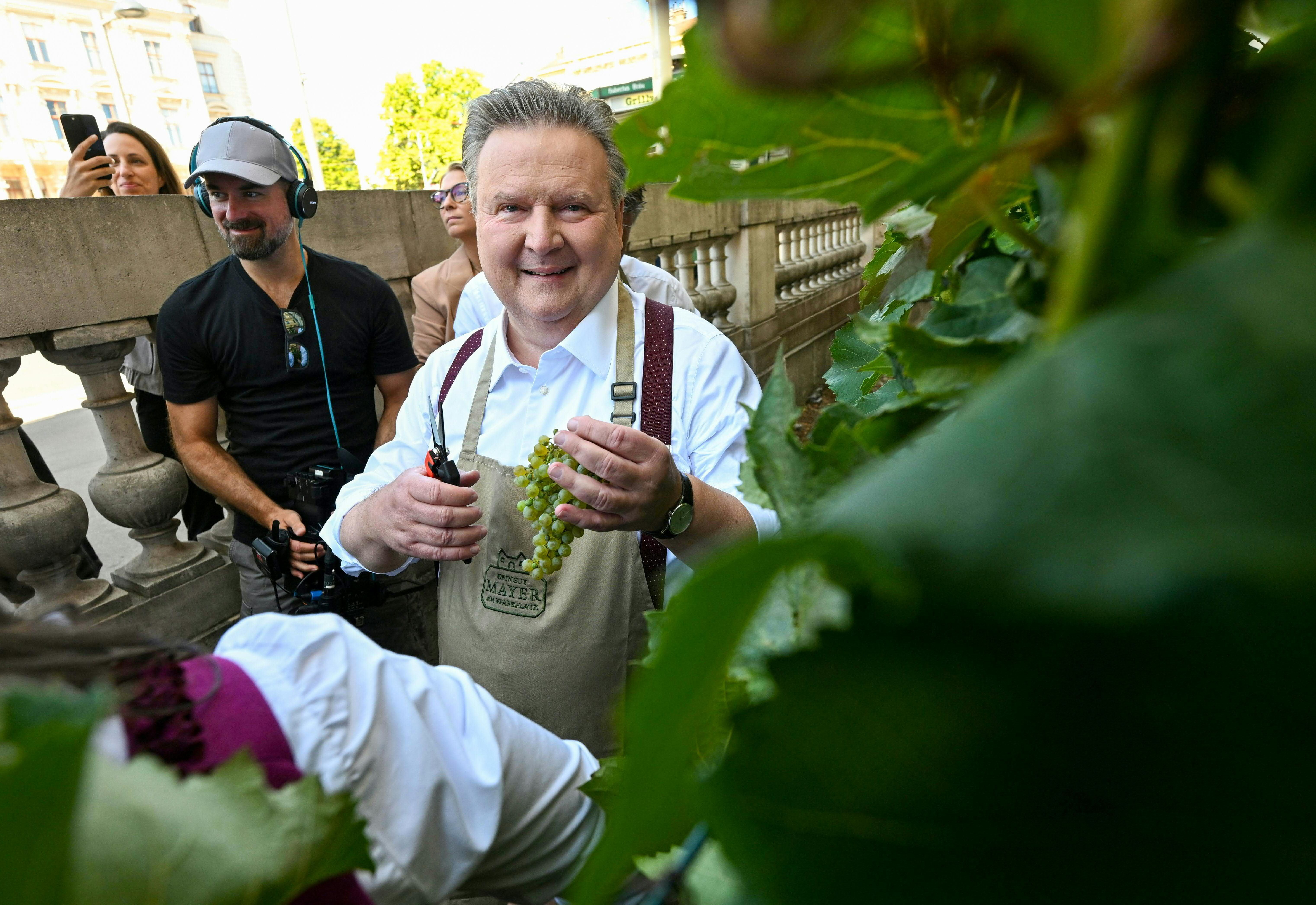 Mann mit Schere und Trauben bei der Weinlese im Weingarten, Menschen im Hintergrund.