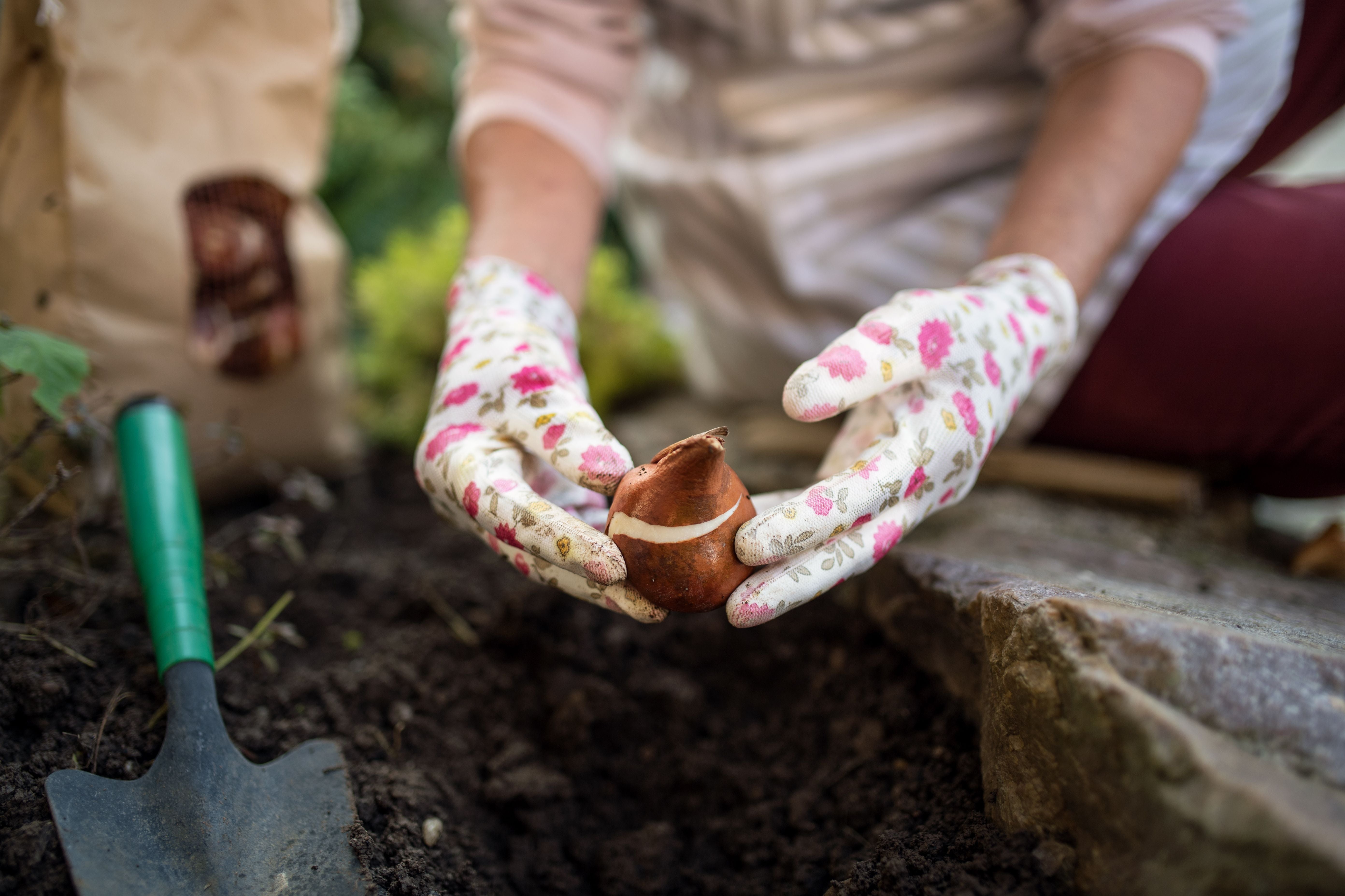 Hände mit Blumenhandschuhen halten eine Blumenzwiebel über frischer Erde im Garten.