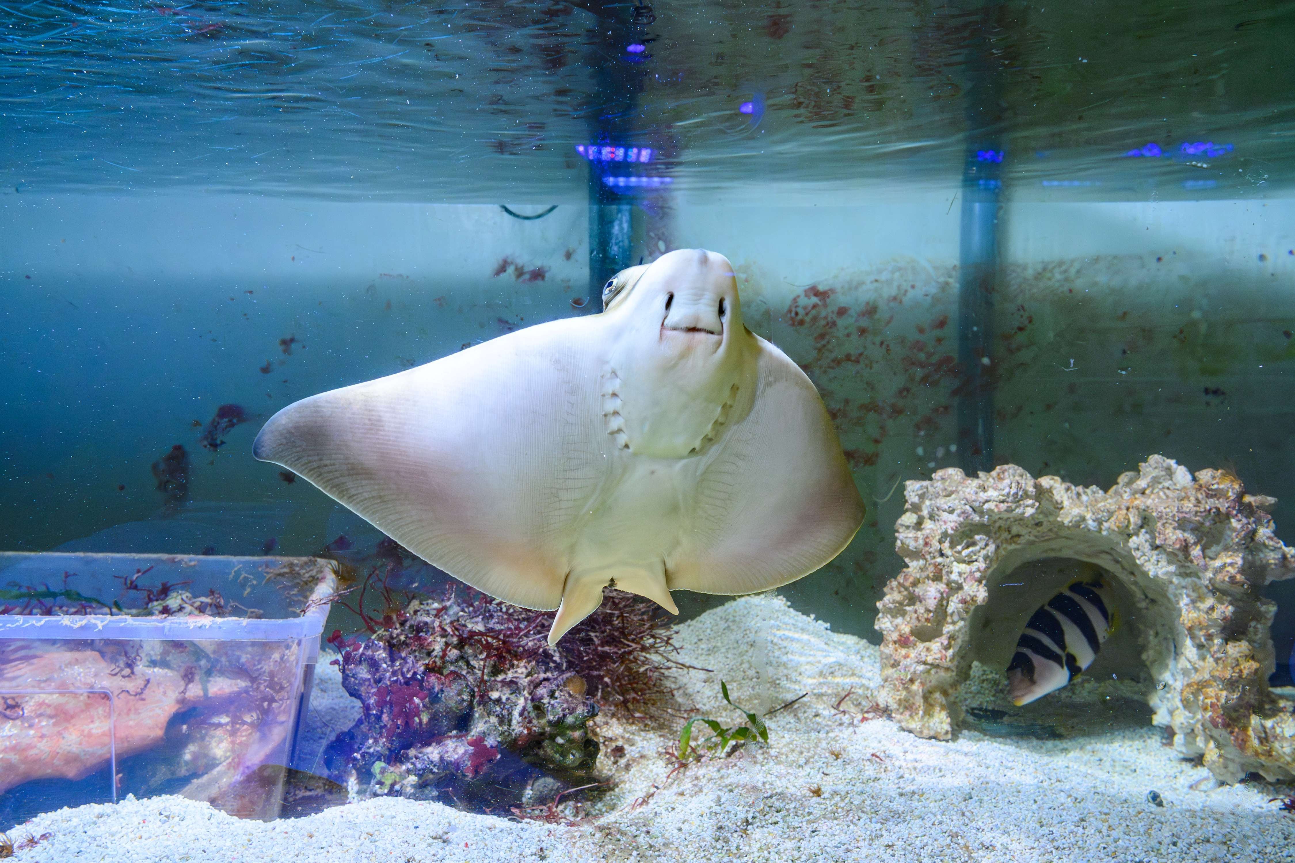 Ein Adlerrochen schwimmt in einem Aquarium, im Hintergrund Korallen und ein gestreifter Fisch.