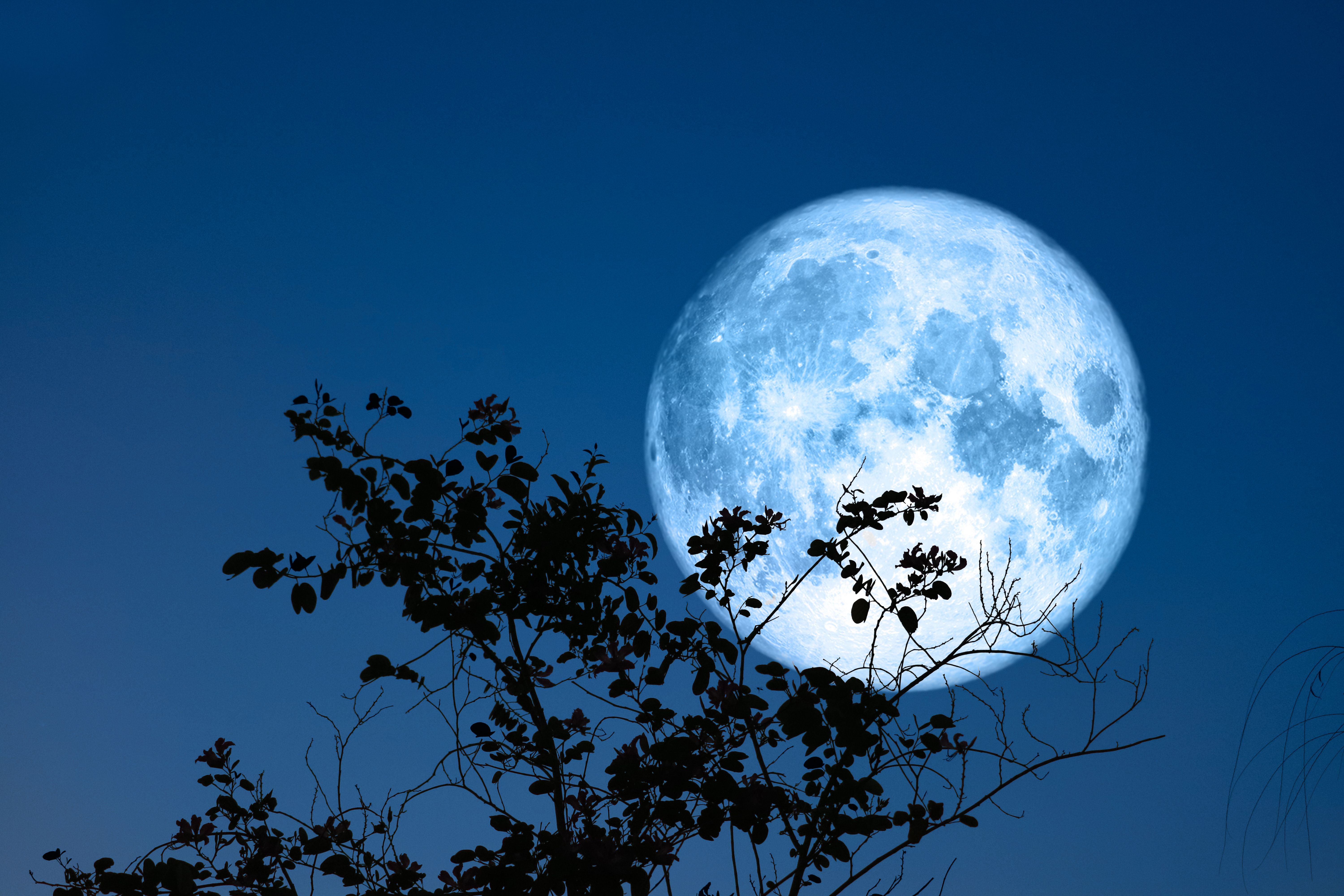 Silhouette eines Baumes vor einem großen, blauen Vollmond am Nachthimmel.