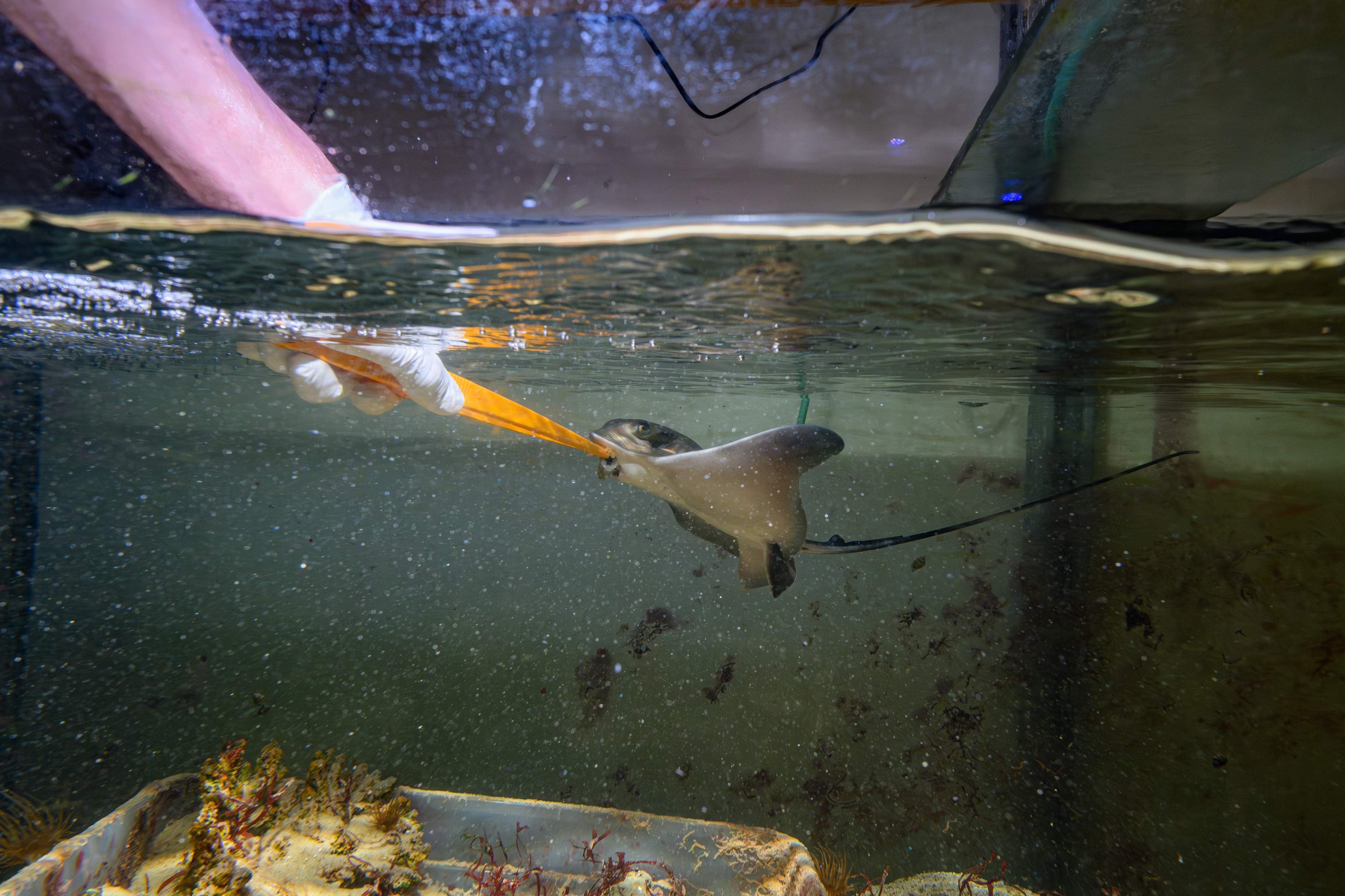 Ein Adlerrochen wird im Aquarium von einer behandschuhten Hand gefüttert.