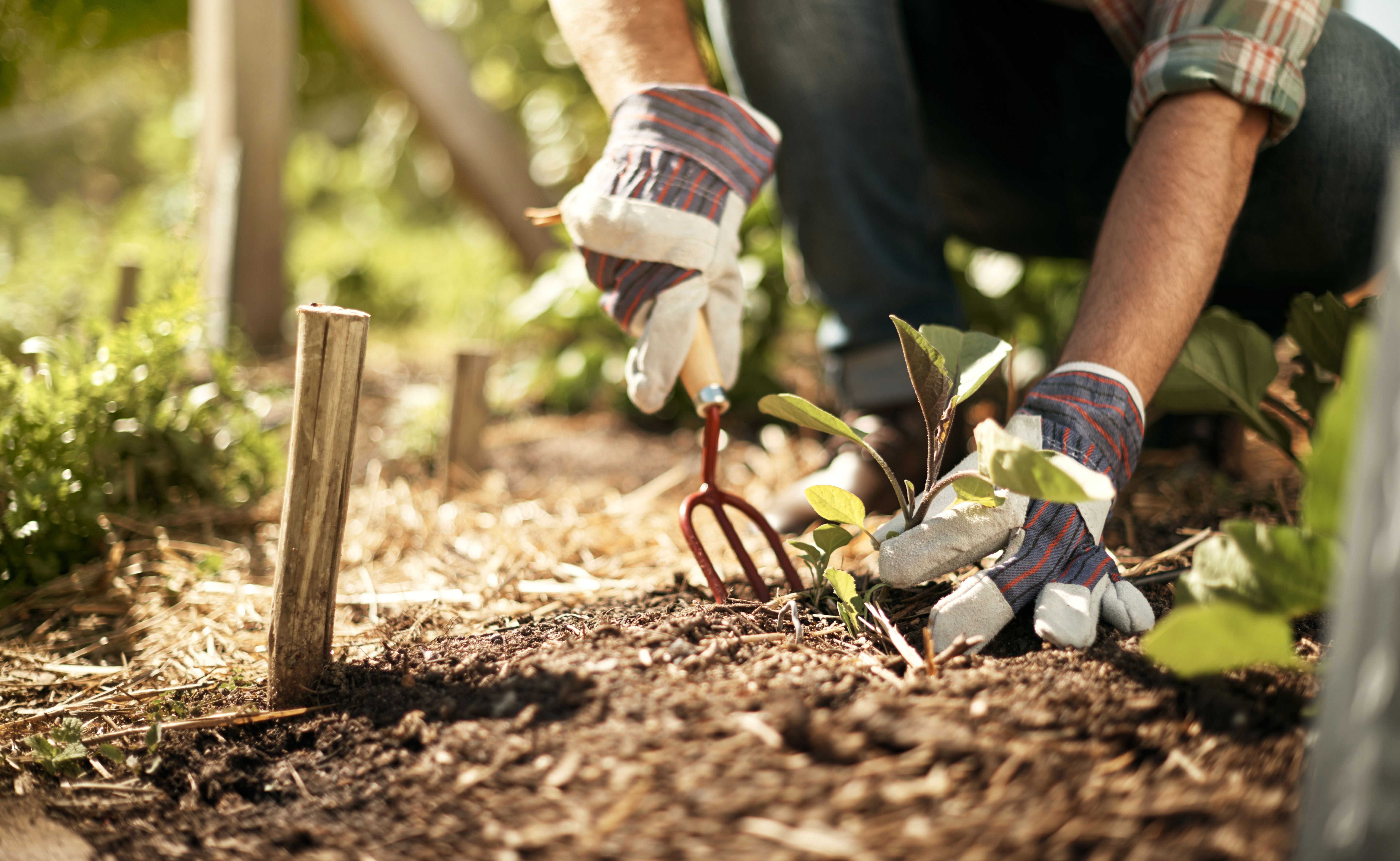 Ein Mann arbeitet mit Handschuhen und Werkzeug in einem Gemüsegarten.