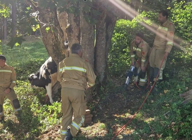 Mehrere Feuerwehrleute befreien eine Kuh, die zwischen zwei Bäumen feststeckt.