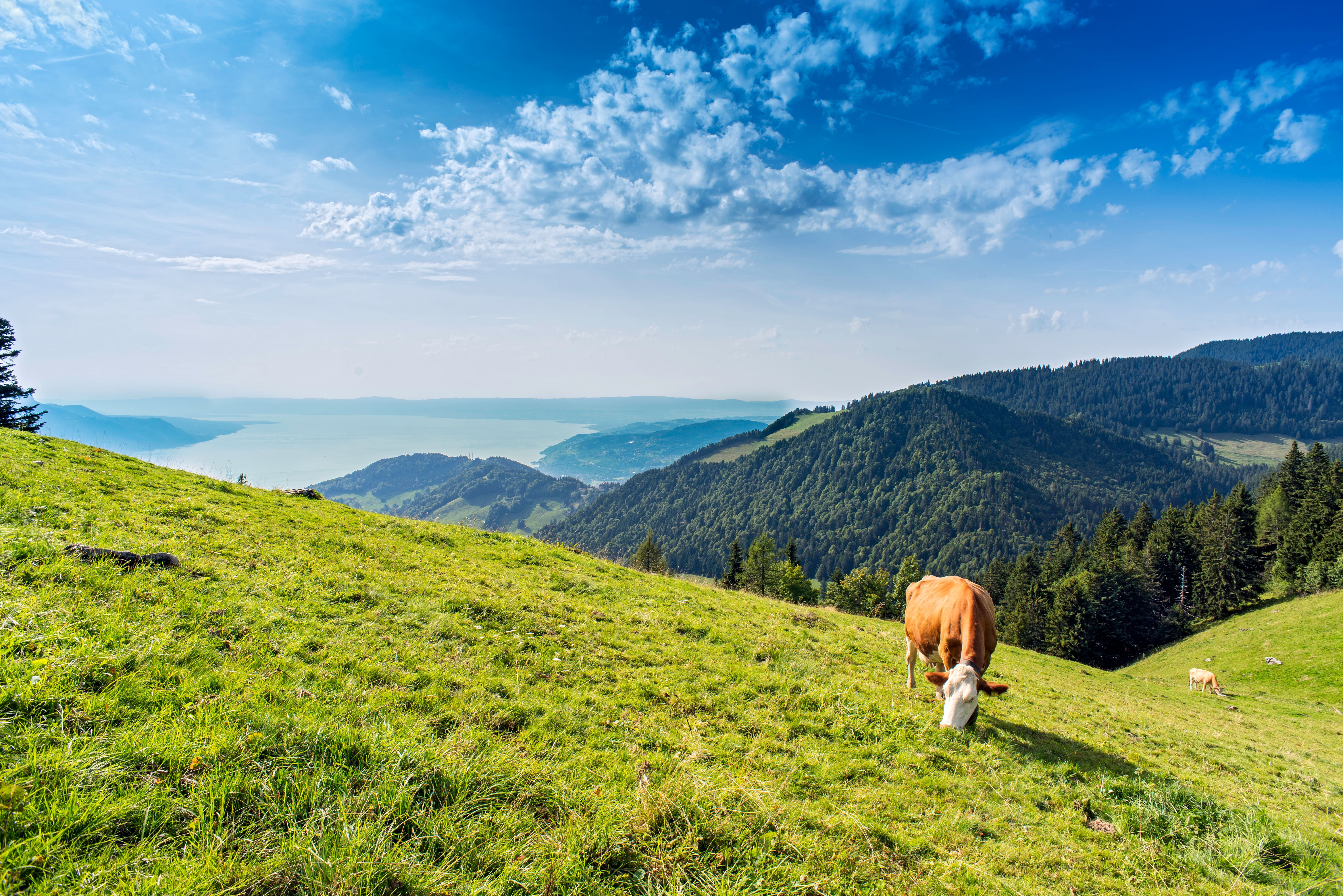 Weidende Kühe auf einer grünen Alm mit Blick auf Berge und einen großen See unter blauem Himmel.
