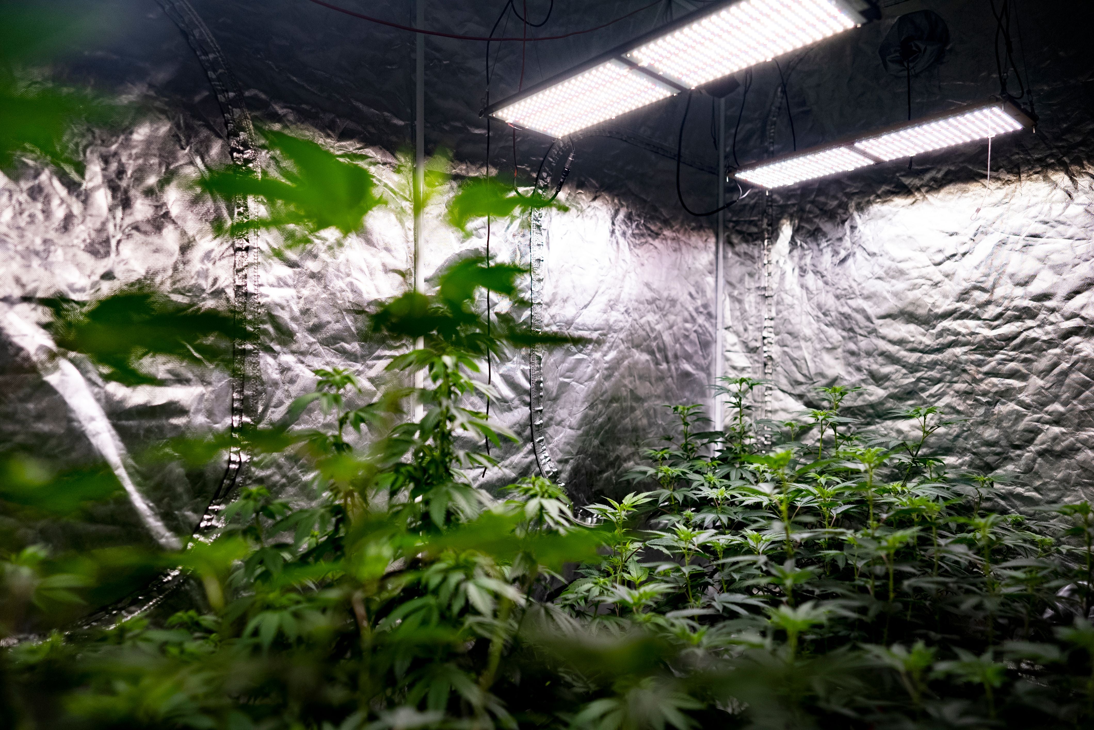 Beleuchtete Cannabisplantage in einem Indoor-Zelt mit vielen jungen Pflanzen.