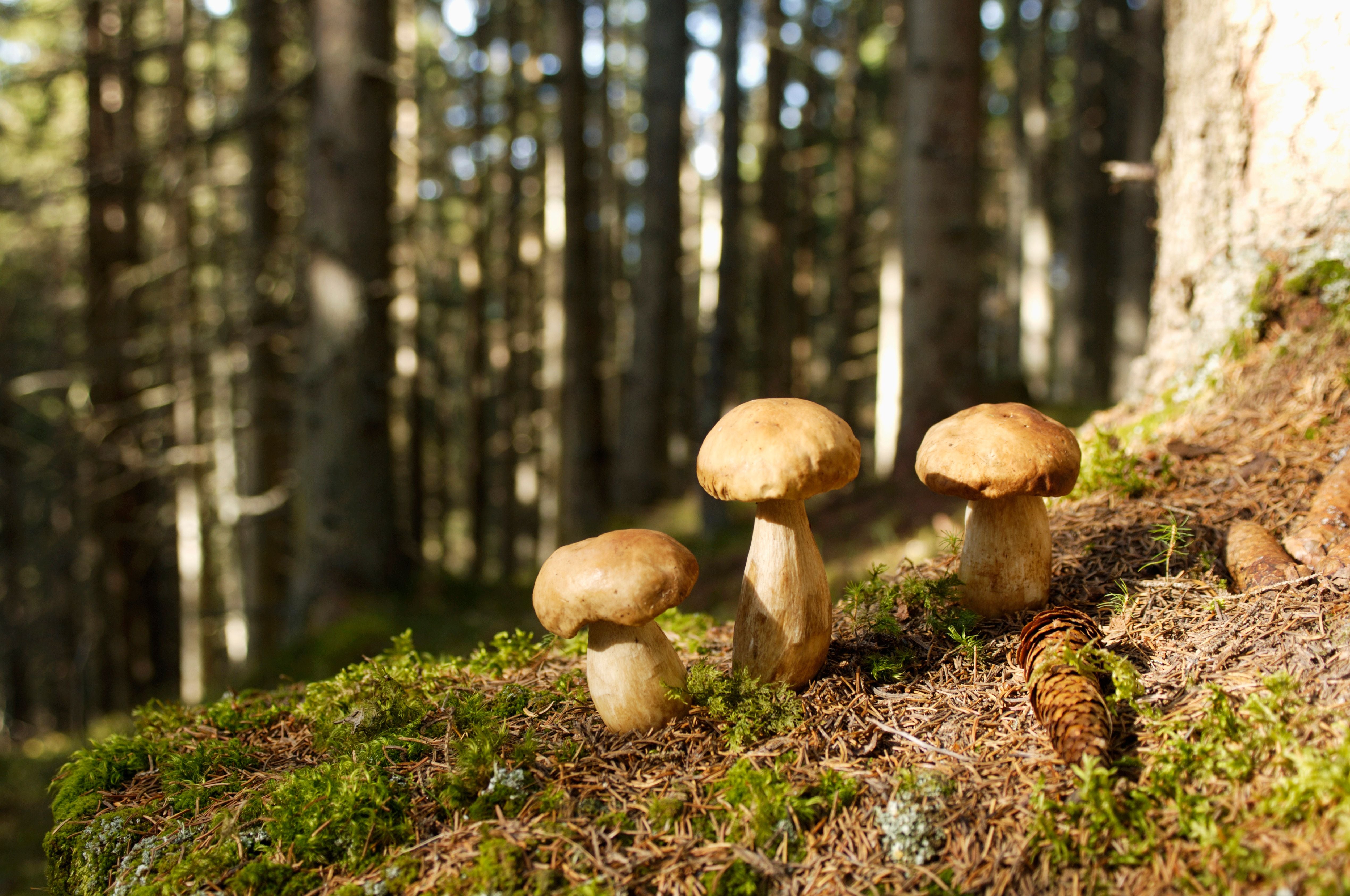 Drei Steinpilze wachsen im moosigen Waldboden bei Sonnenlicht im Nadelwald.