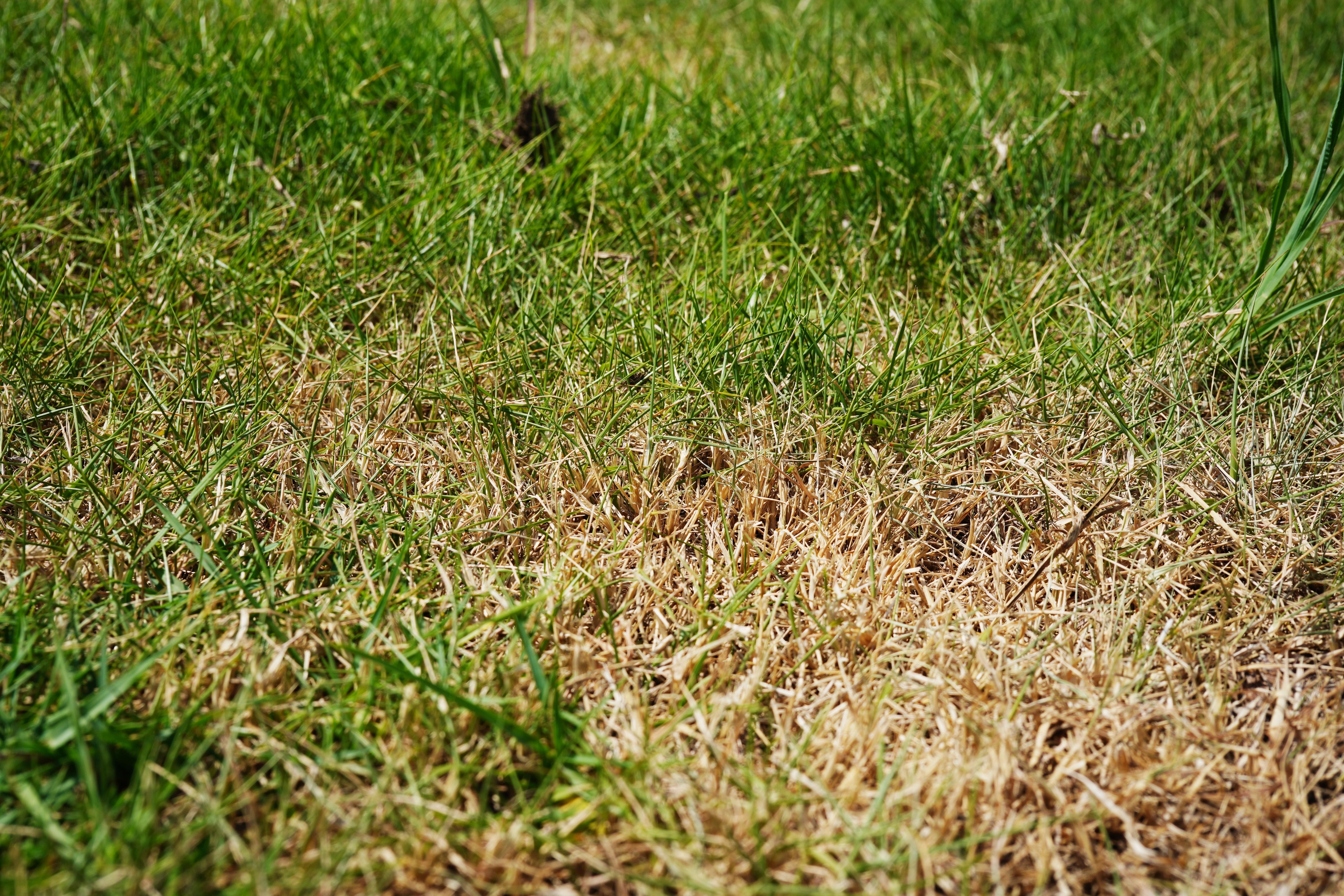 Rasenfläche mit teils grünem Gras und sichtbar braunen, trockenen Stellen.