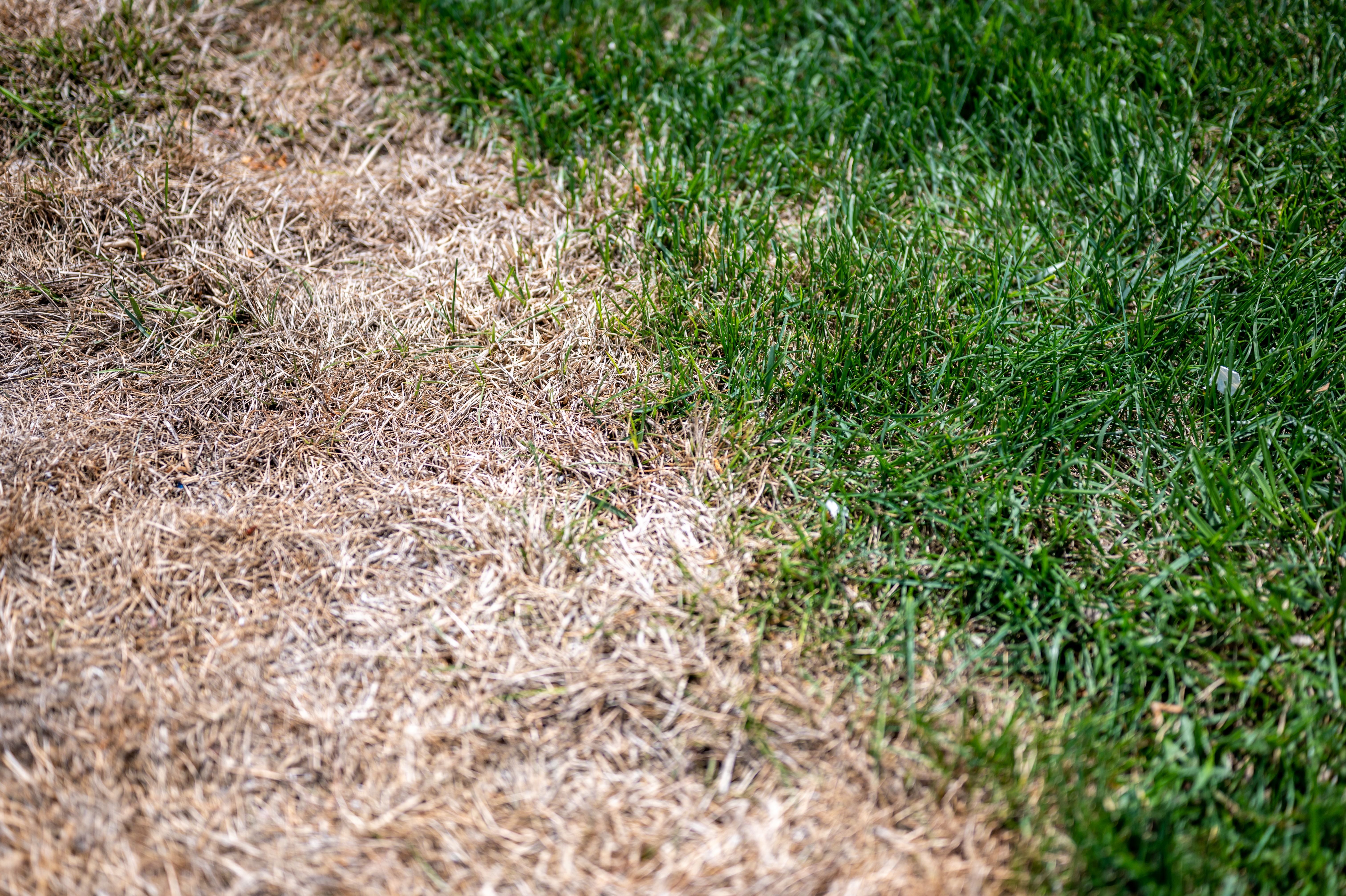 Deutlicher Übergang zwischen grünem, gesundem Rasen und verbranntem, braunem Gras.