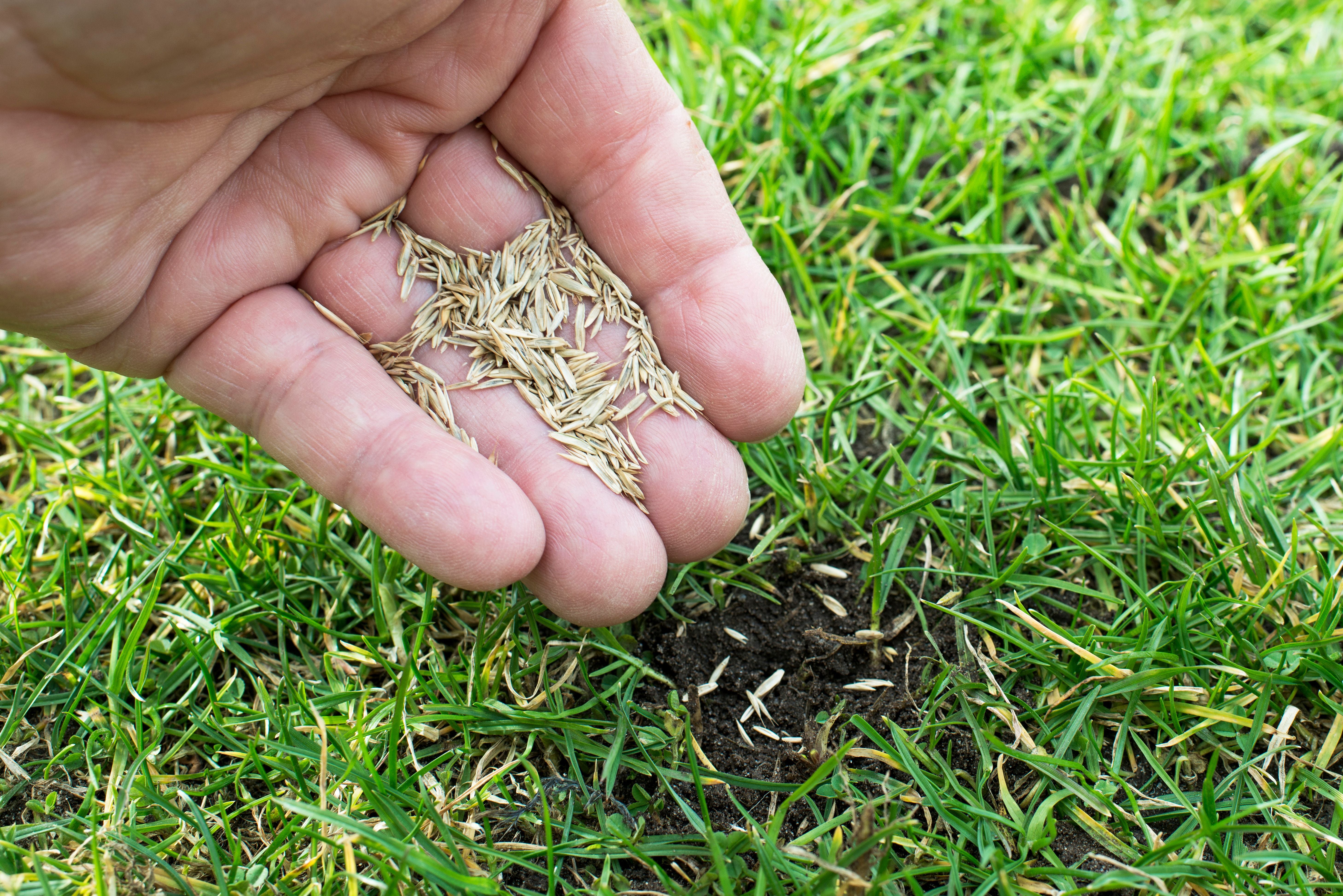 Hand streut Grassamen auf eine kahle Stelle im Rasen.