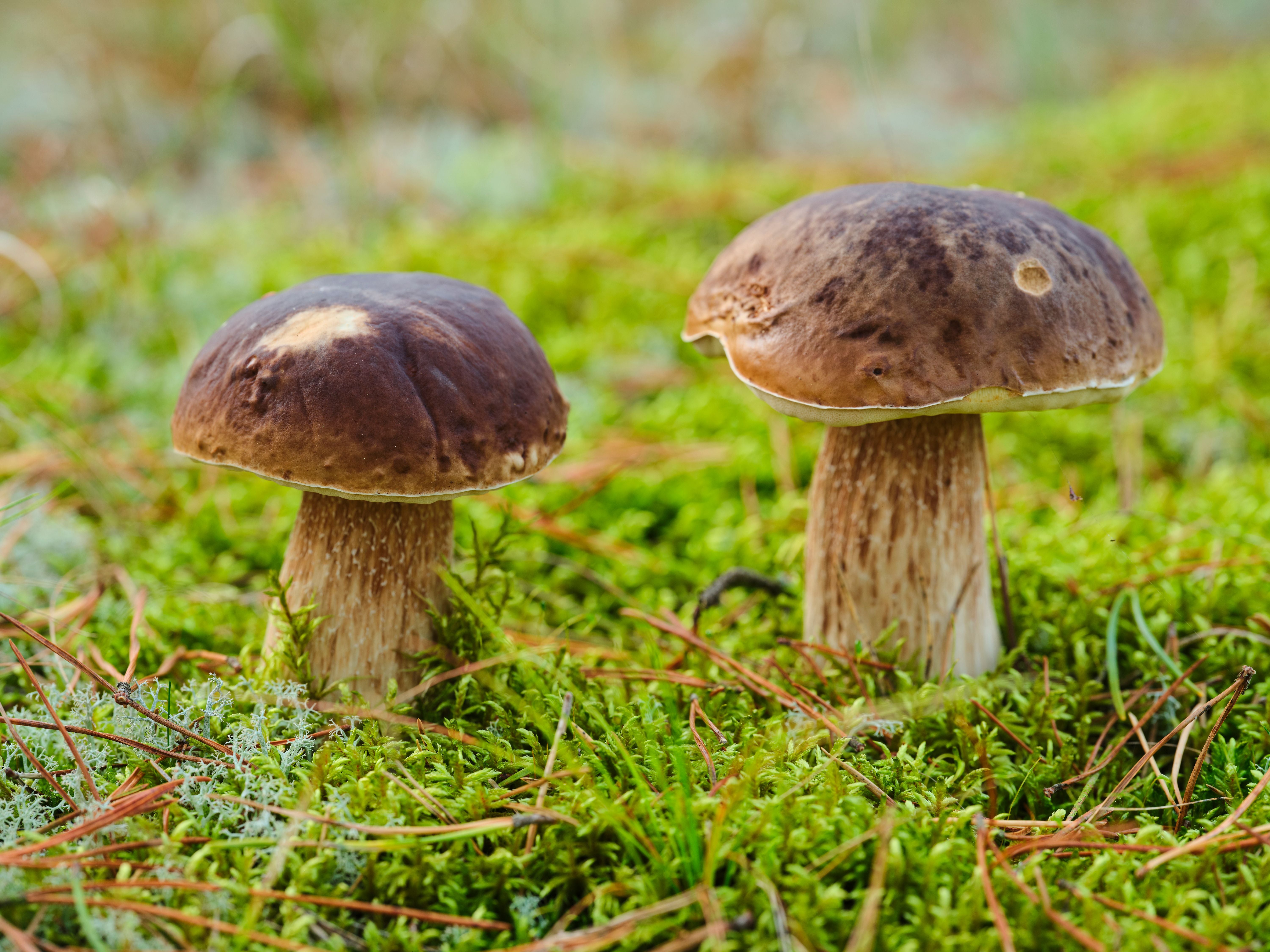 Zwei Steinpilze wachsen aus grünem Moos mit Kiefernnadeln im Wald.