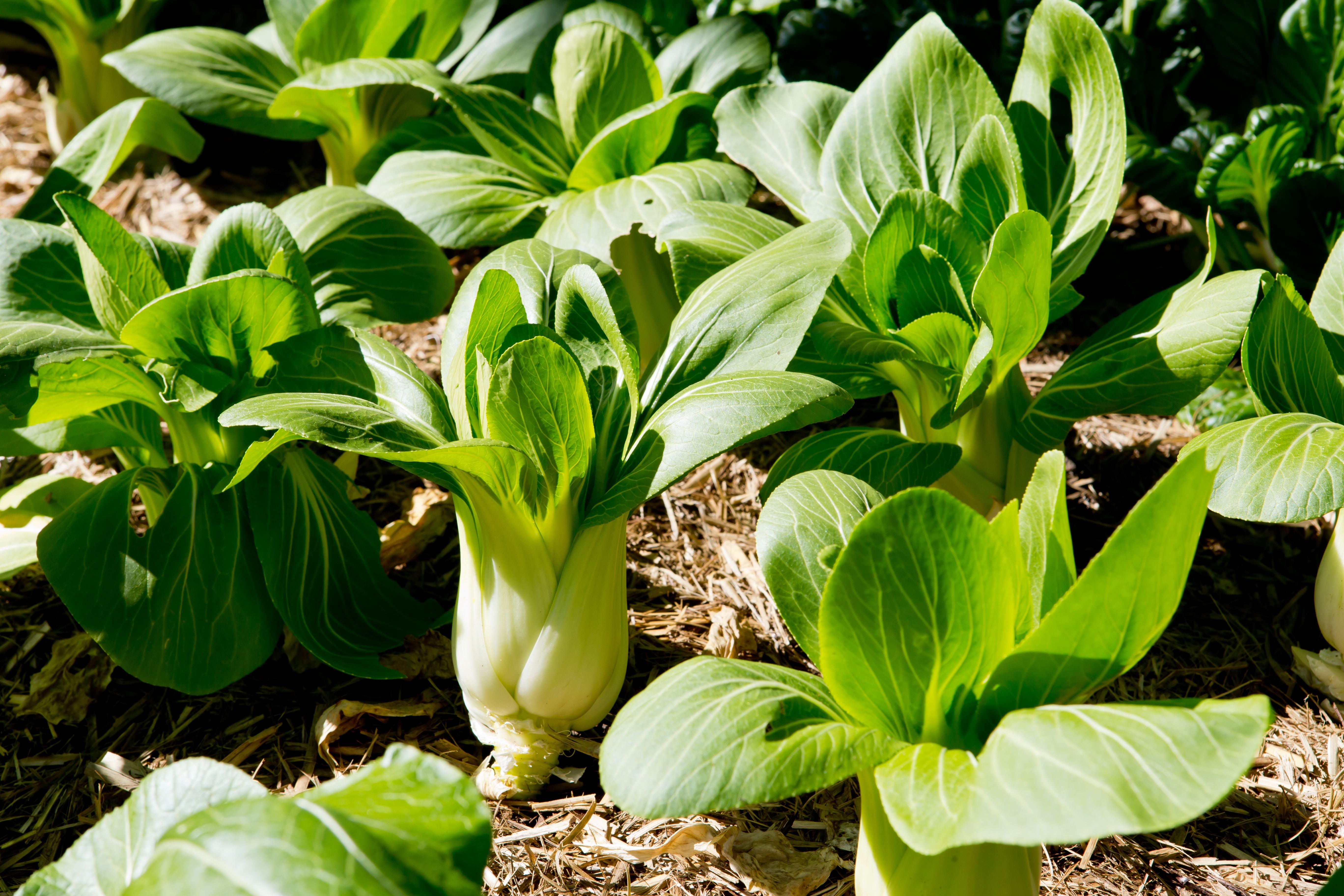 Mehrere Bok Choy Pflanzen wachsen in einem sonnigen Gemüsegarten auf Mulch.