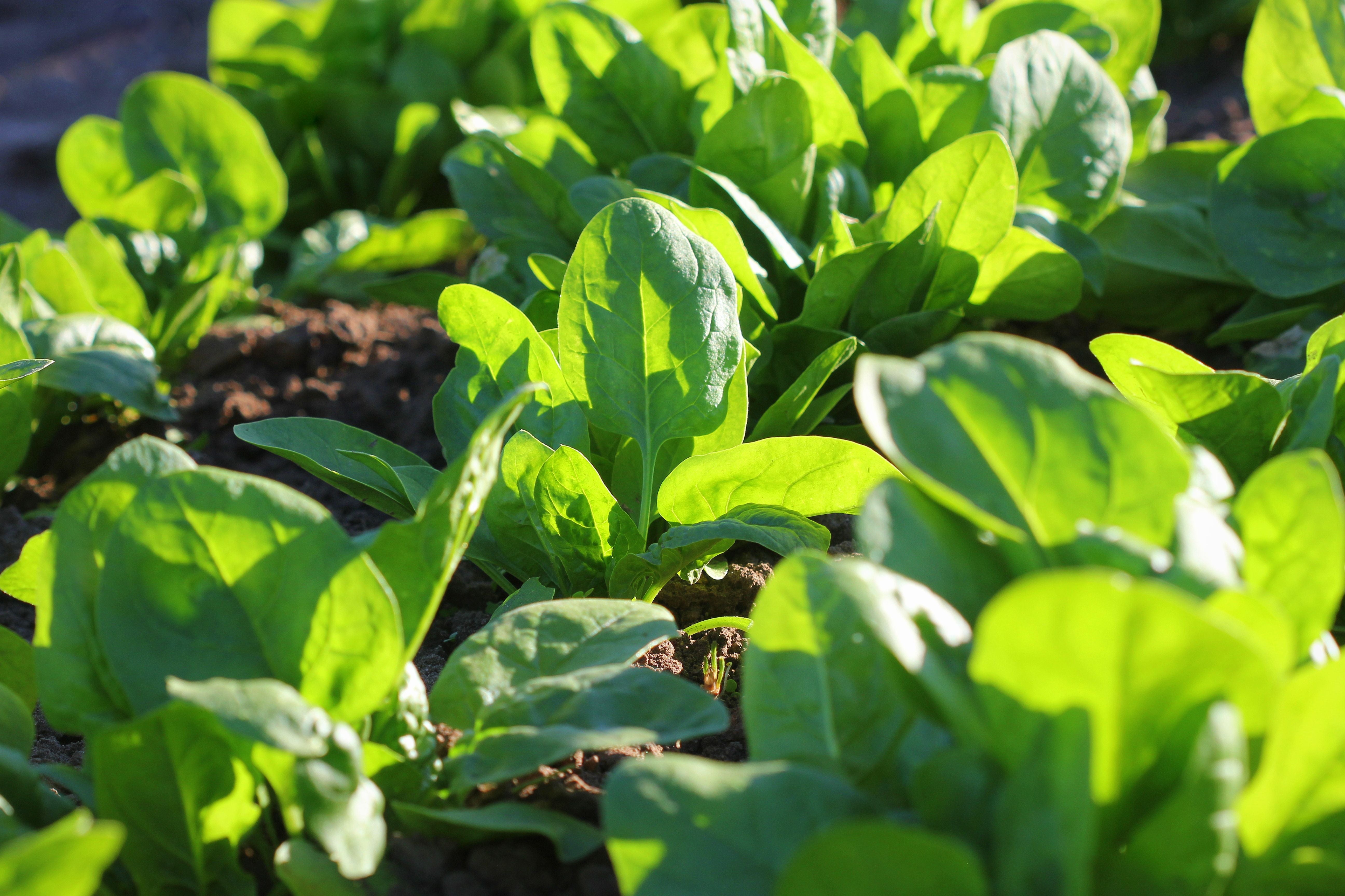 Frische grüne Spinatpflanzen wachsen im Garten in der Sonne.