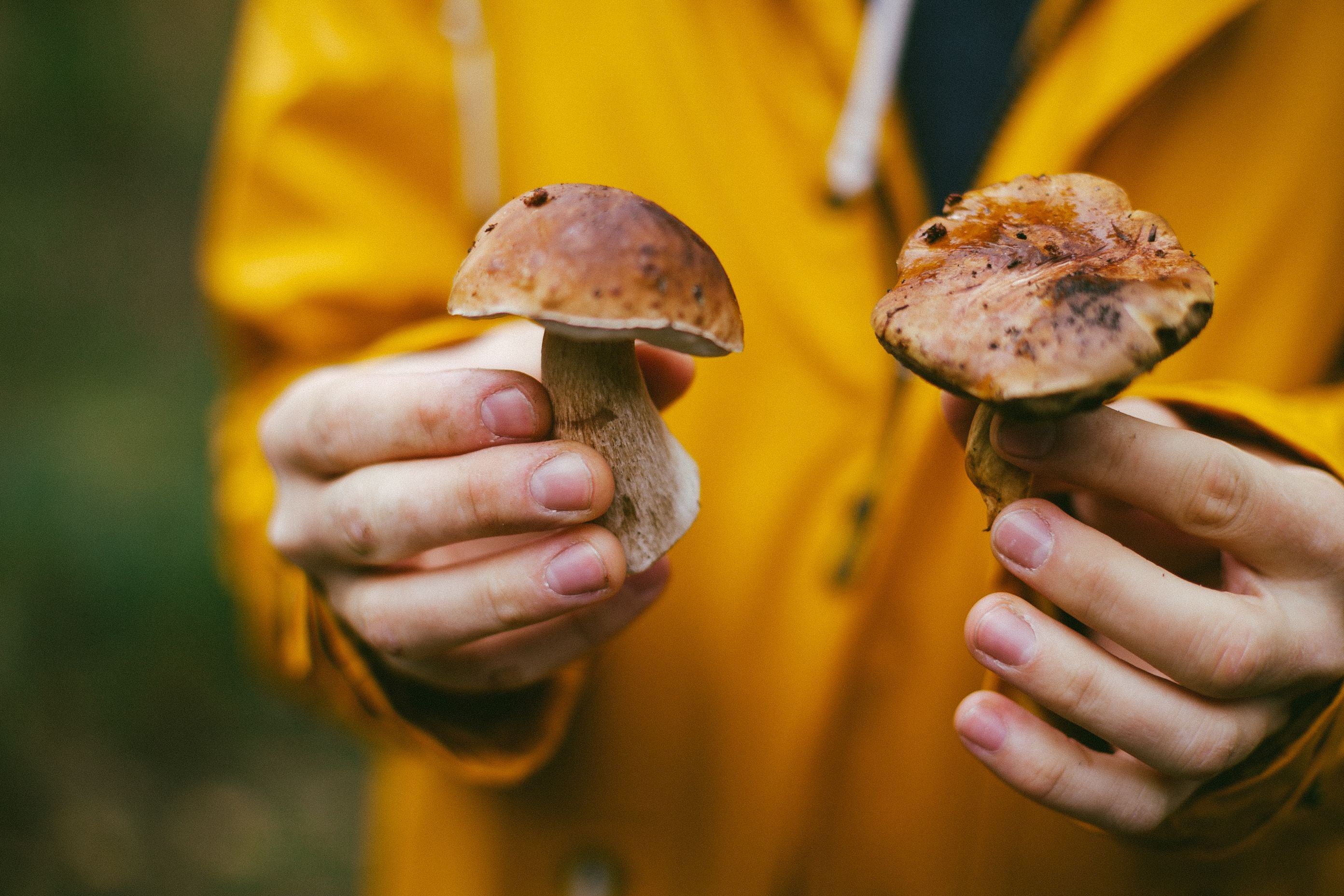 Person in gelber Jacke hält zwei verschiedene Pilze in den Händen im herbstlichen Wald.