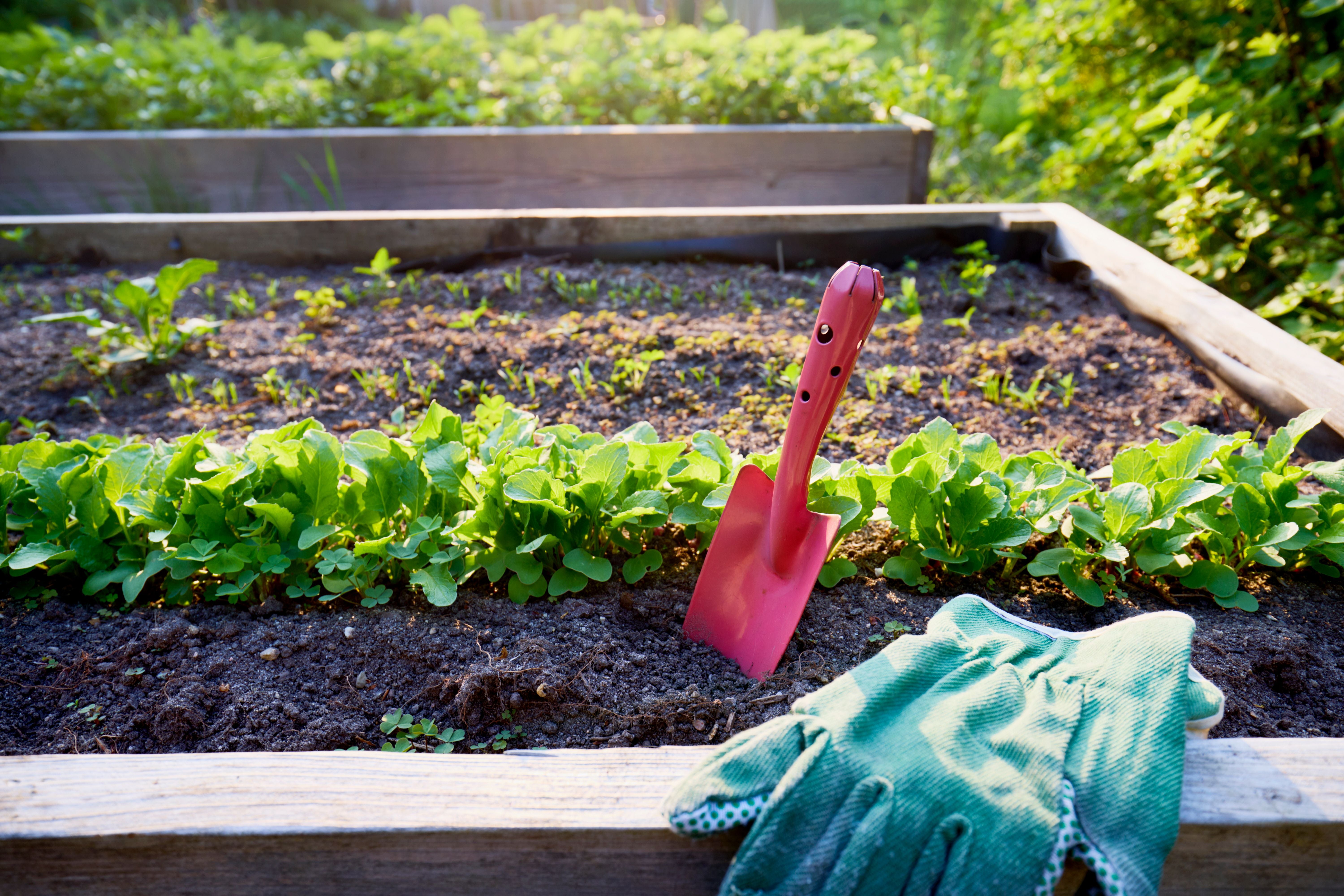 Hochbeet mit grünem Gemüse, daneben eine rote Handschaufel und grüne Gartenhandschuhe.