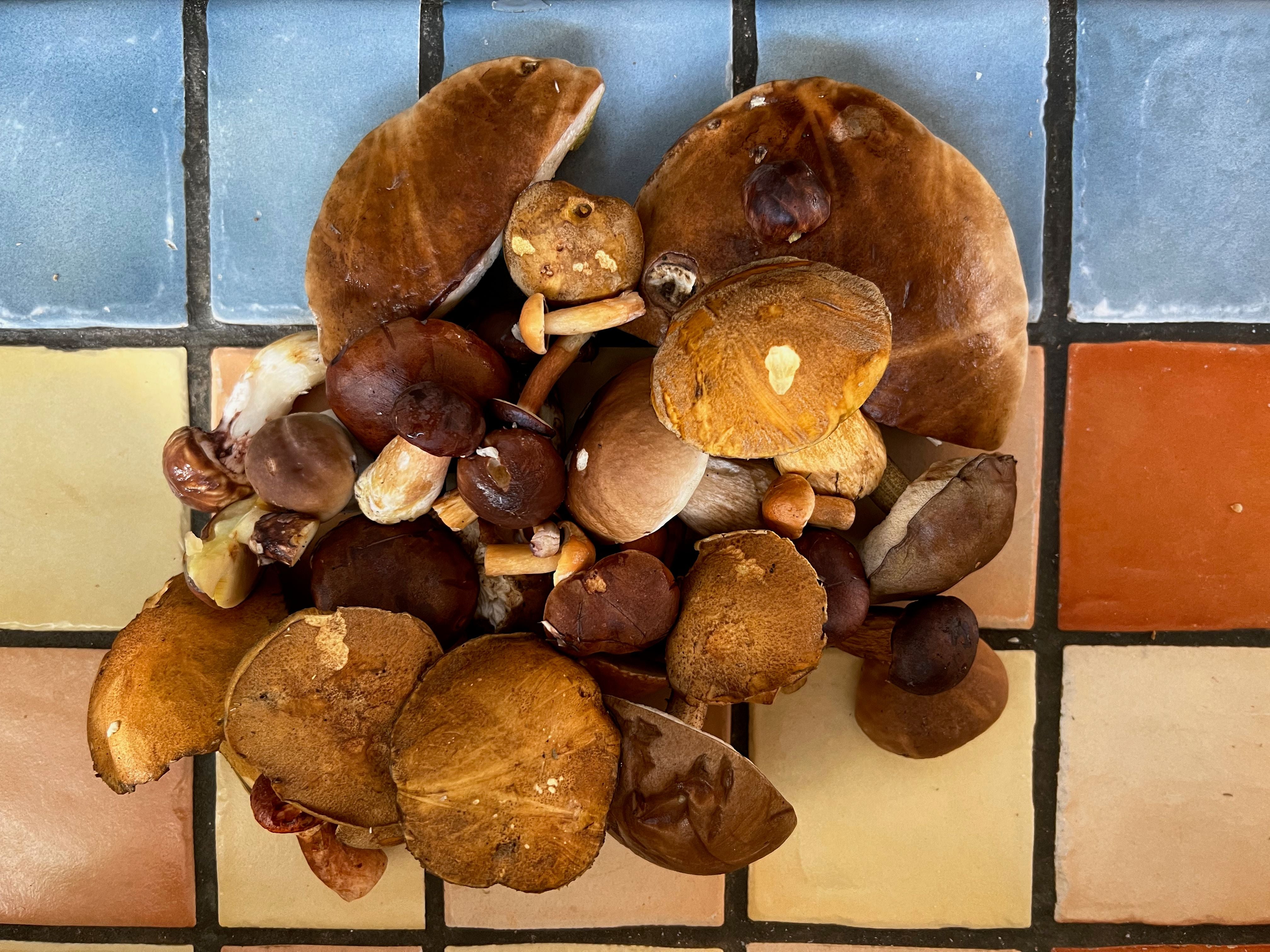 Verschiedene Pilze liegen auf bunten Fliesen mit blauen, orangefarbenen und beigefarbenen Quadraten.