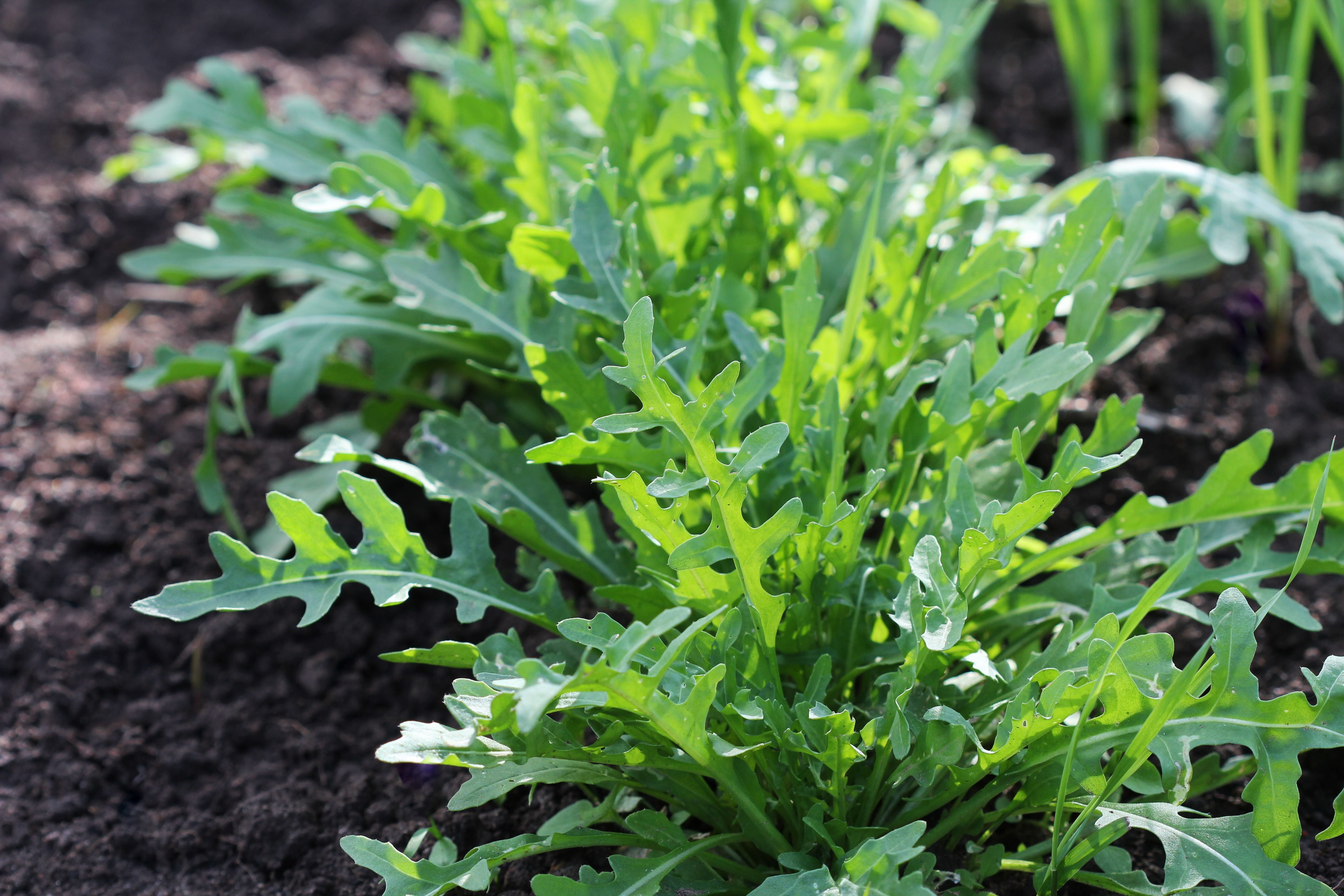 Rucola-Pflanze wächst im Gemüsegarten auf dunkler Erde.