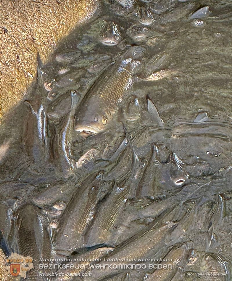 Die Fische bekamen kaum mehr Luft.