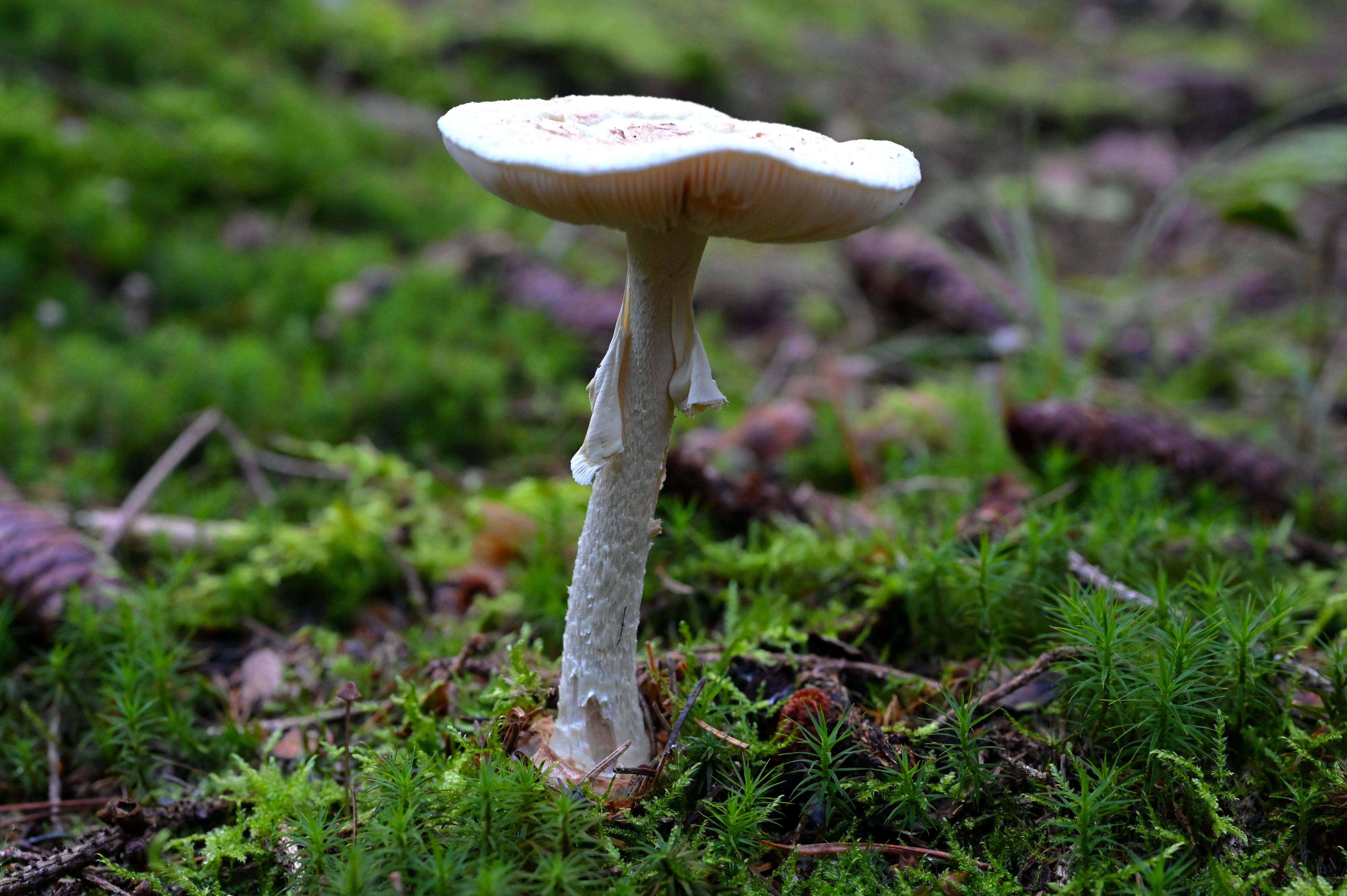 Ein Knollenblätterpilz wächst auf moosigem Waldboden.
