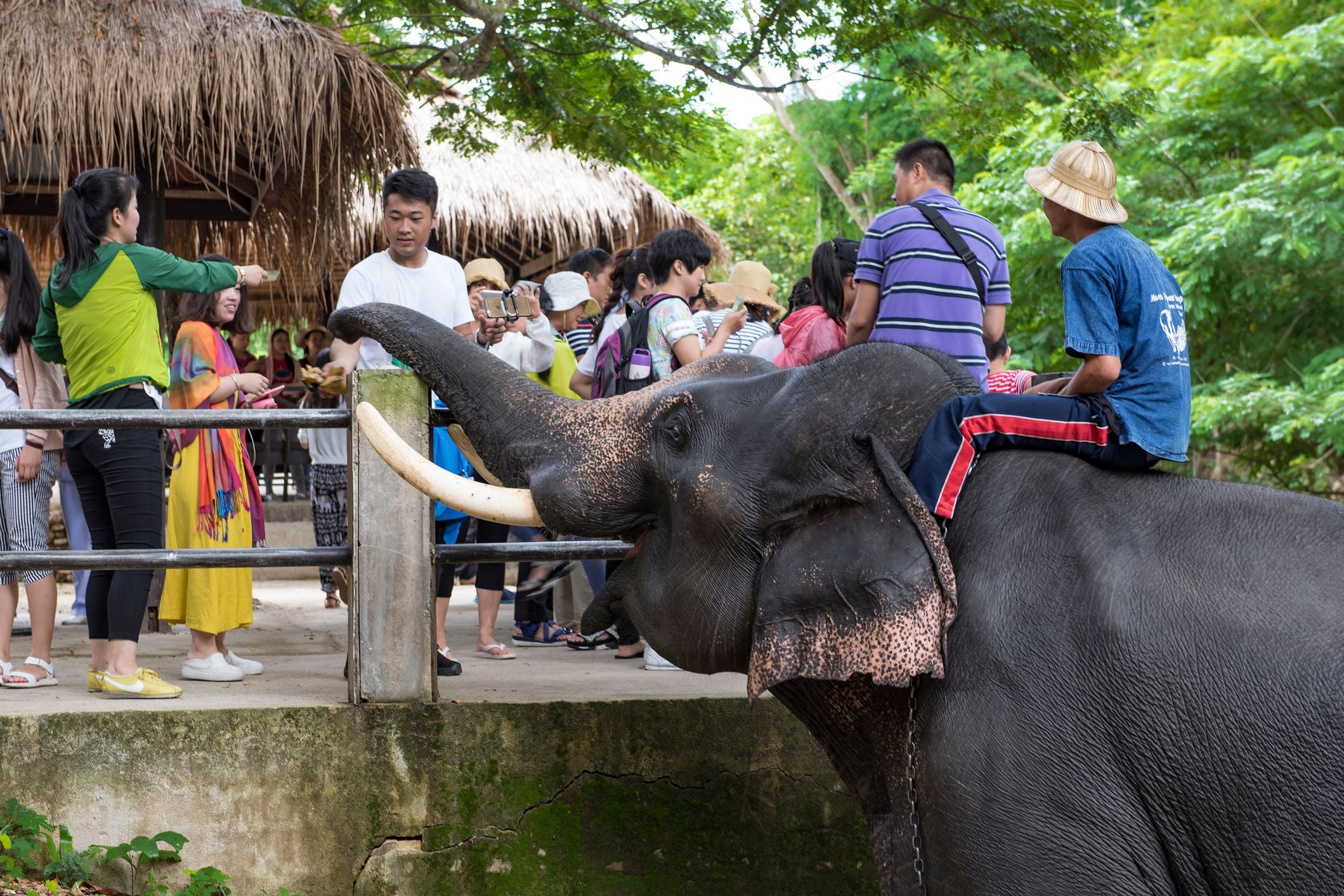 Touristen füttern einen Elefanten im Mae Sa Elephant Camp in Chiangmai, Thailand.