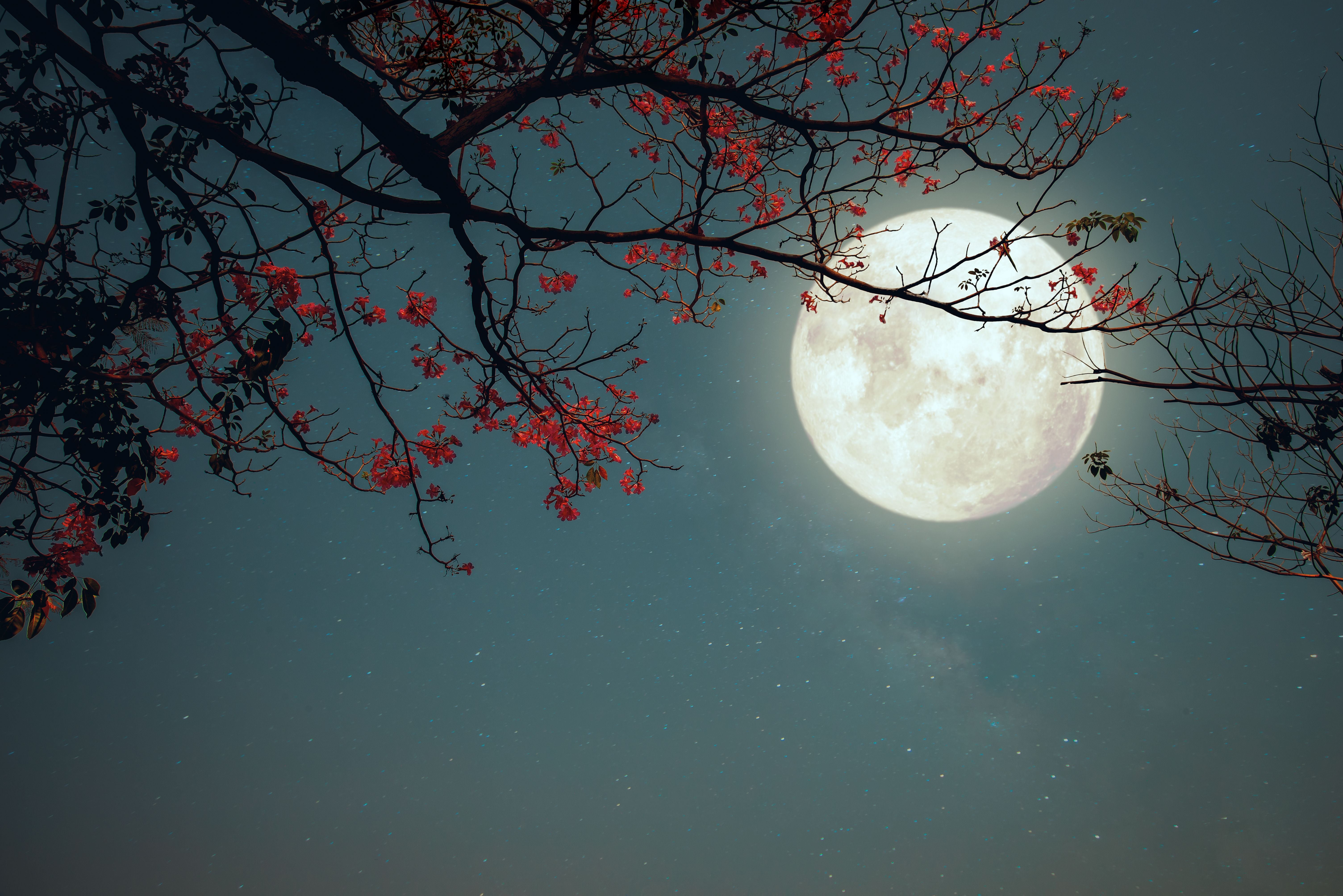Vollmond am Nachthimmel mit blühenden Zweigen und rosa Blüten im Vordergrund.
