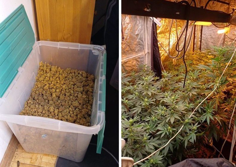 Zwei Fotos zeigen Cannabis-Pflanzen im Indoor-Anbau und getrocknete Cannabisblüten in einer Box.