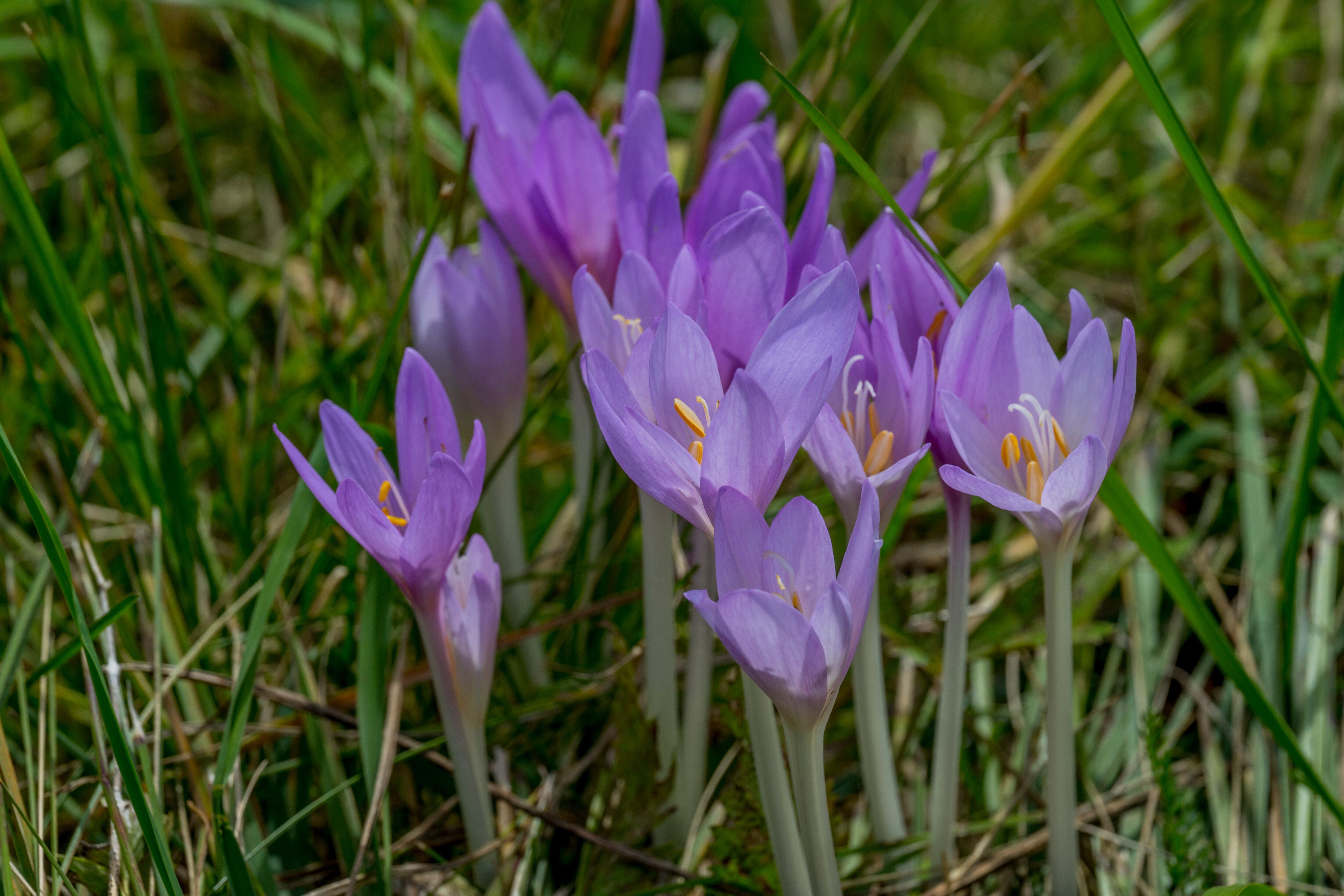 Mehrere lila Alpen-Krokusse blühen auf einer Wiese in den Dolomiten.