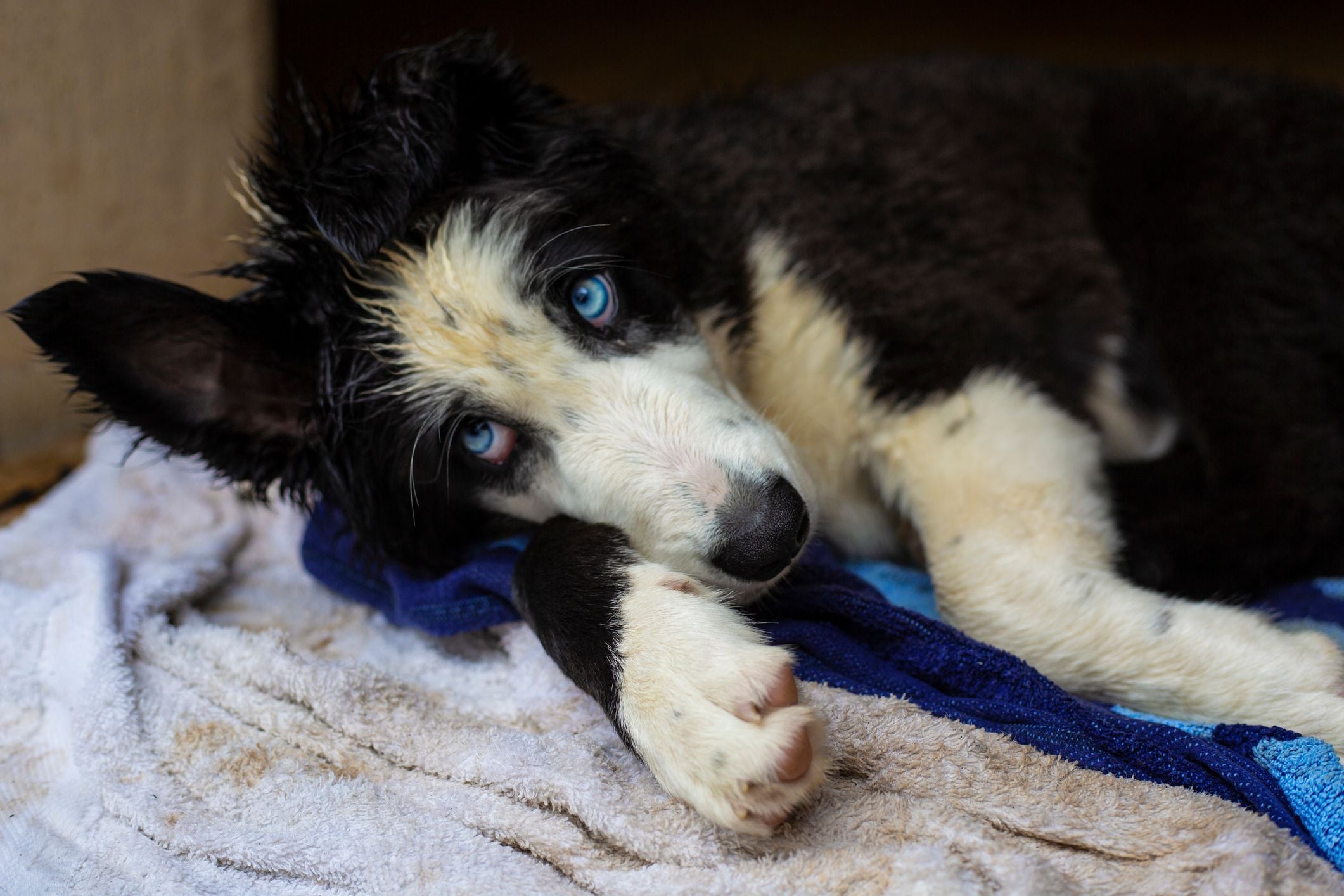 Ein Border Collie Welpe mit blauen Augen ruht auf Handtüchern.