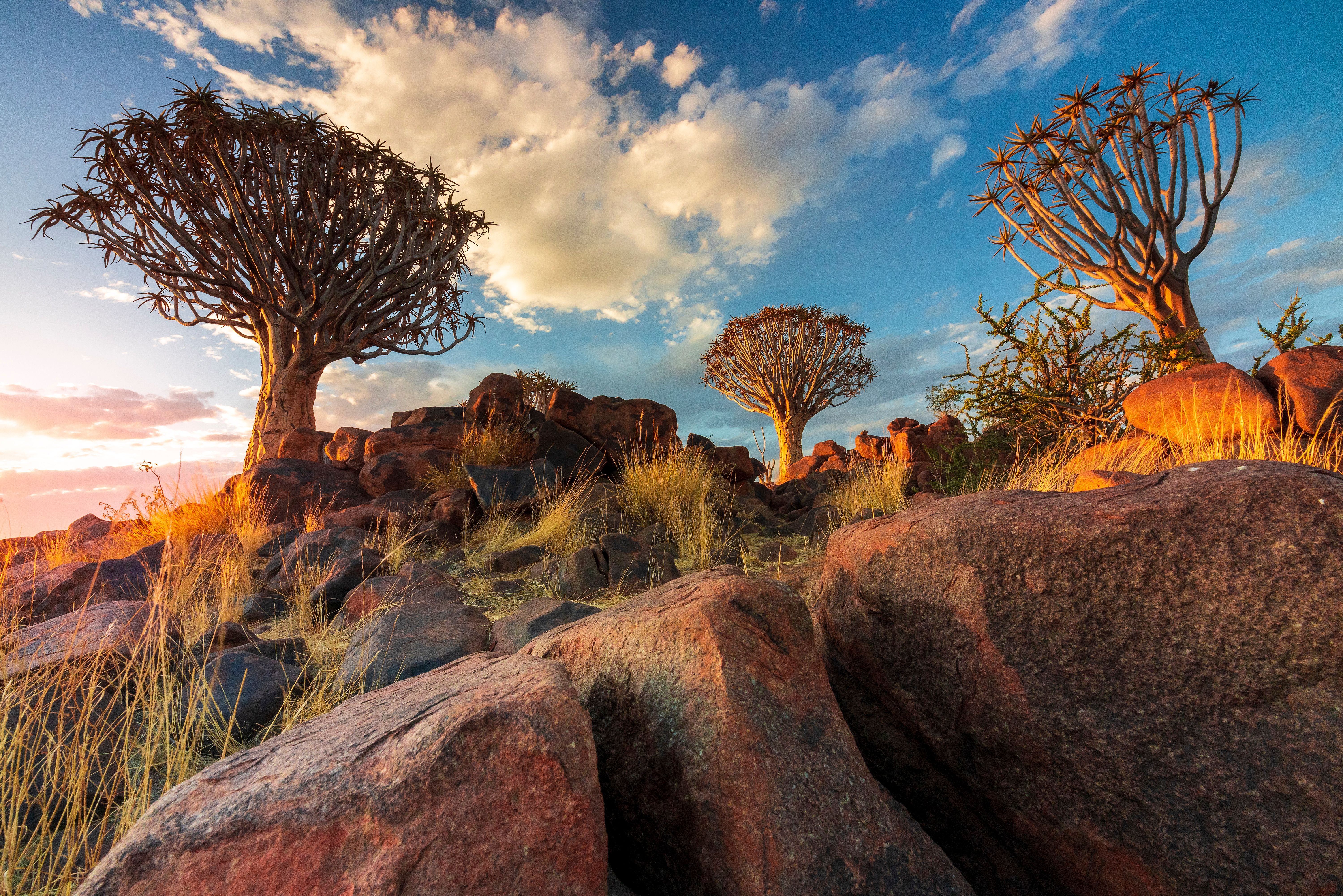 Sonnenuntergang im Naturpark bei Keetmanshoop, Namibia, mit typischen Aloebäumen und Felsen.