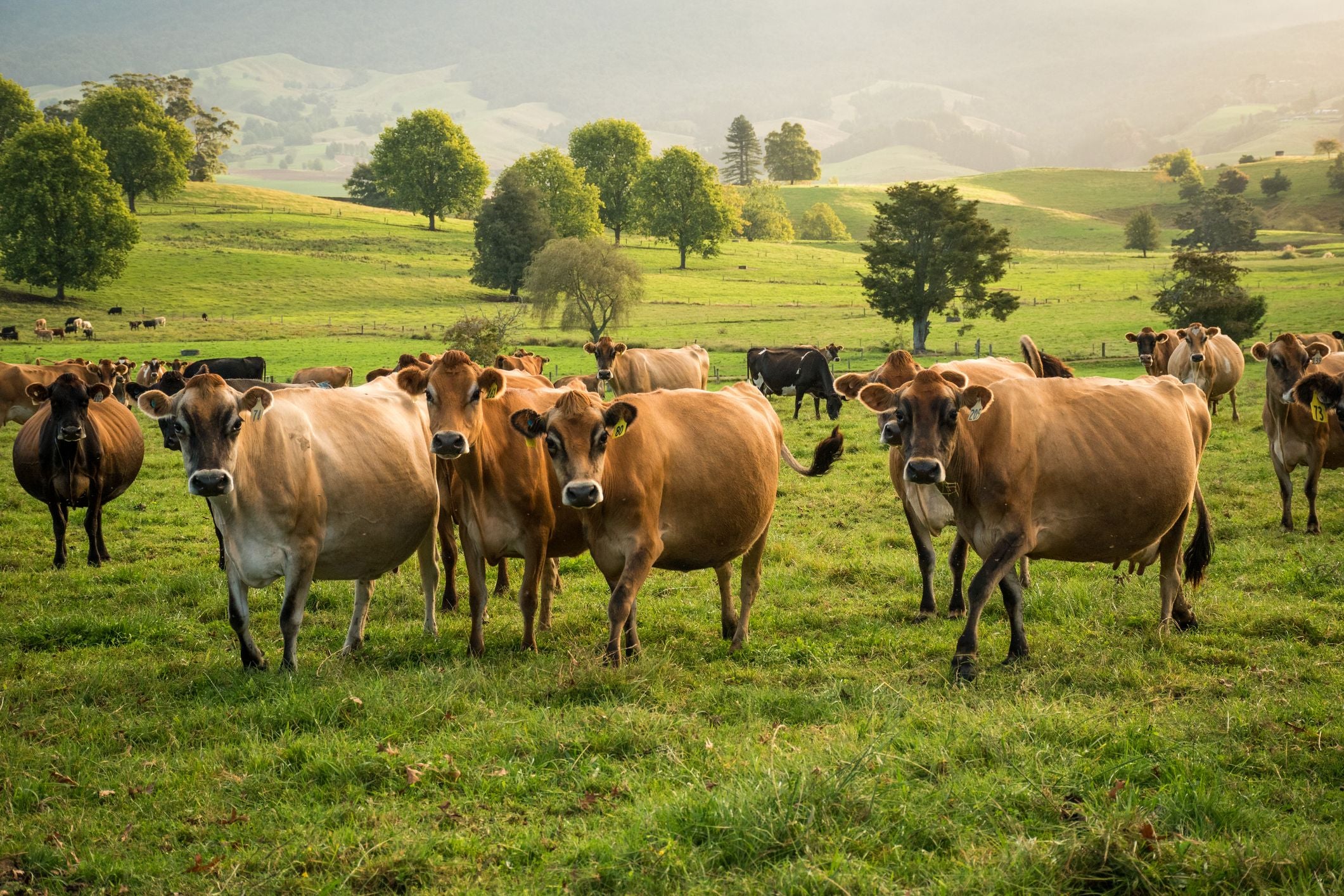 Kühe grasen auf einer grünen Wiese in hügeliger ländlicher Landschaft.