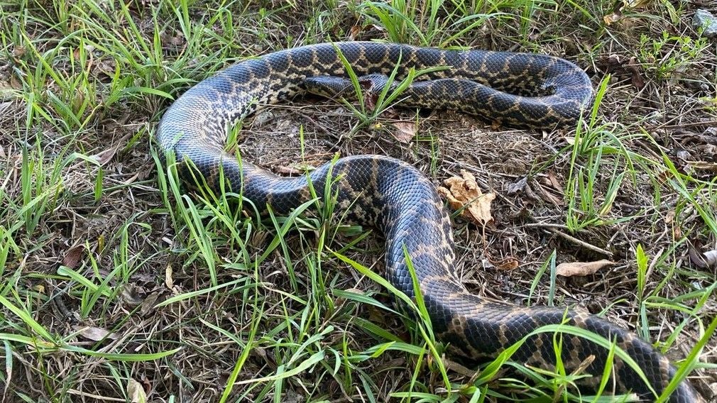 Eine große, gemusterte Anakonda liegt auf Gras und trockenem Boden.