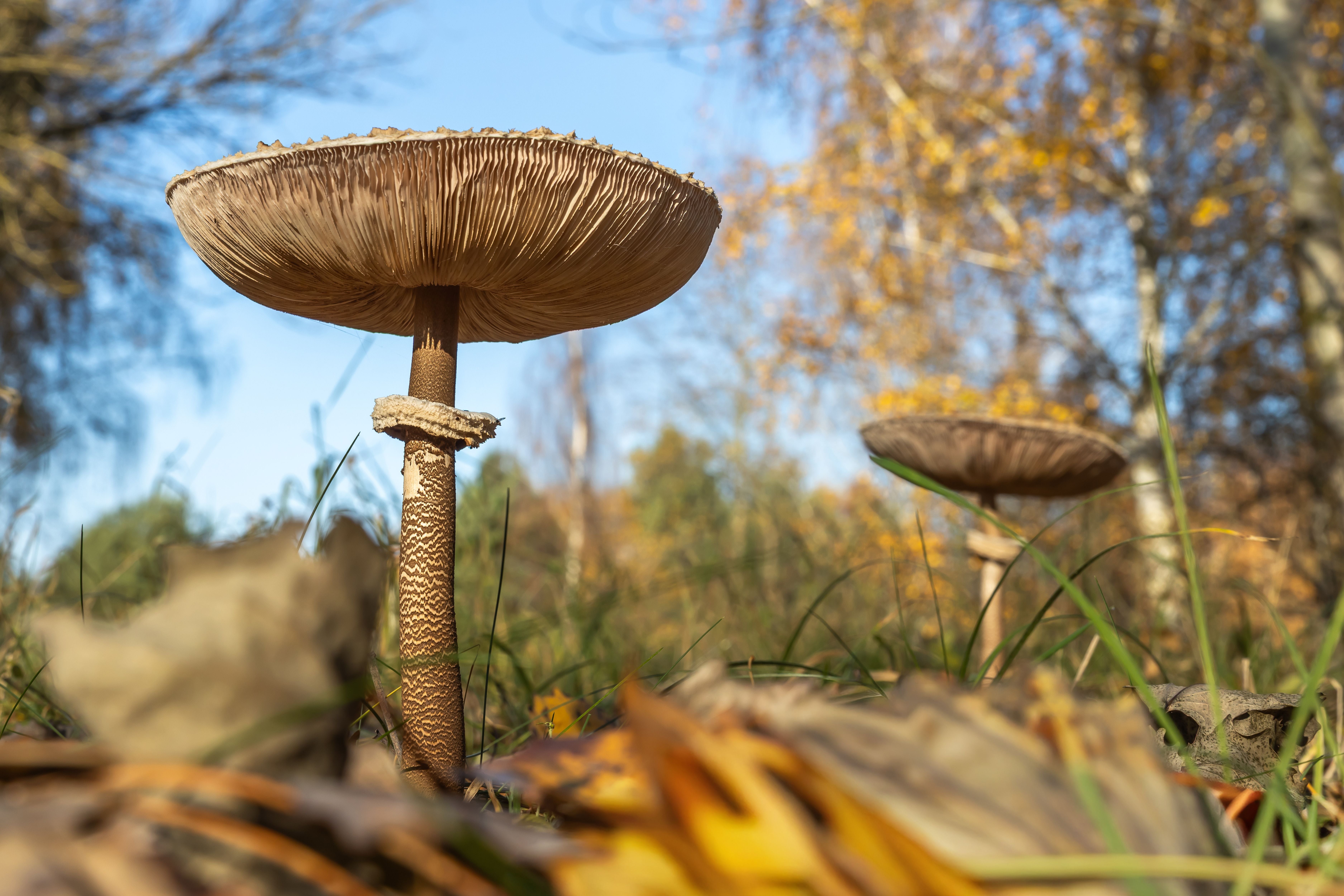 Zwei große Parasolpilze wachsen im herbstlichen Wald zwischen Gras und Laub.