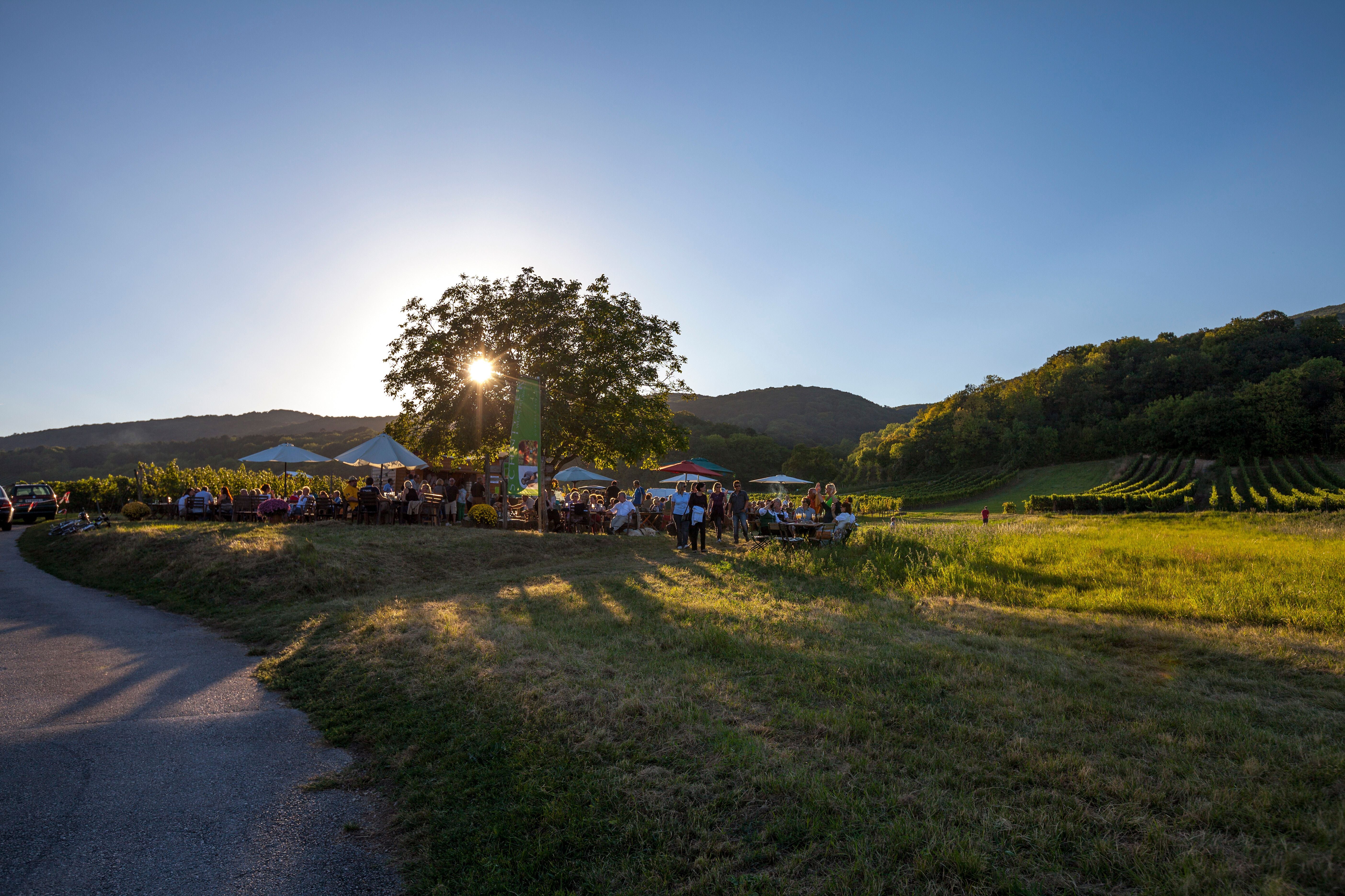 Menschen sitzen unter Sonnenschirmen bei der Genussmeile inmitten von Weinbergen im Abendlicht.