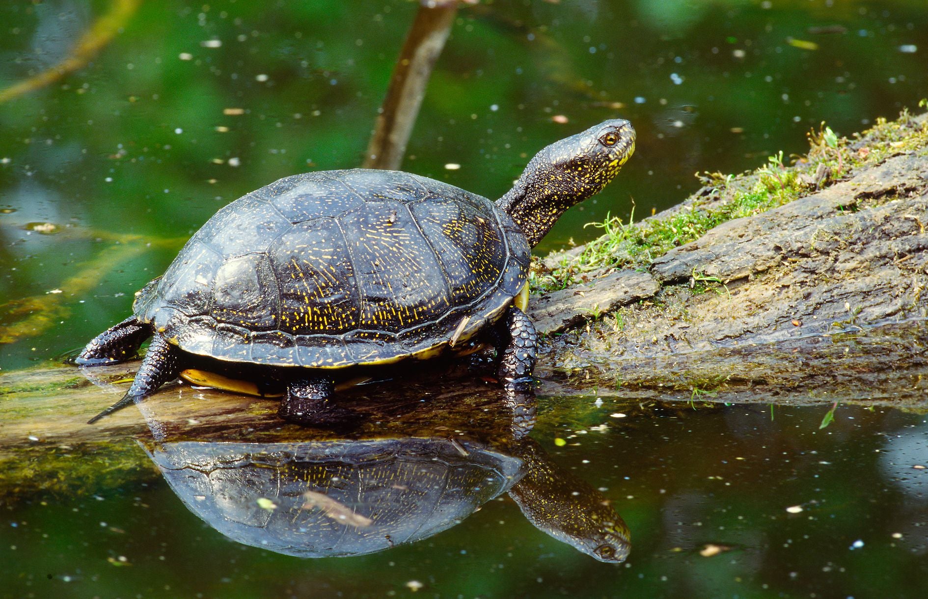 Eine Schildkröte sitzt auf einem bemoosten Ast am Rand eines Teiches.