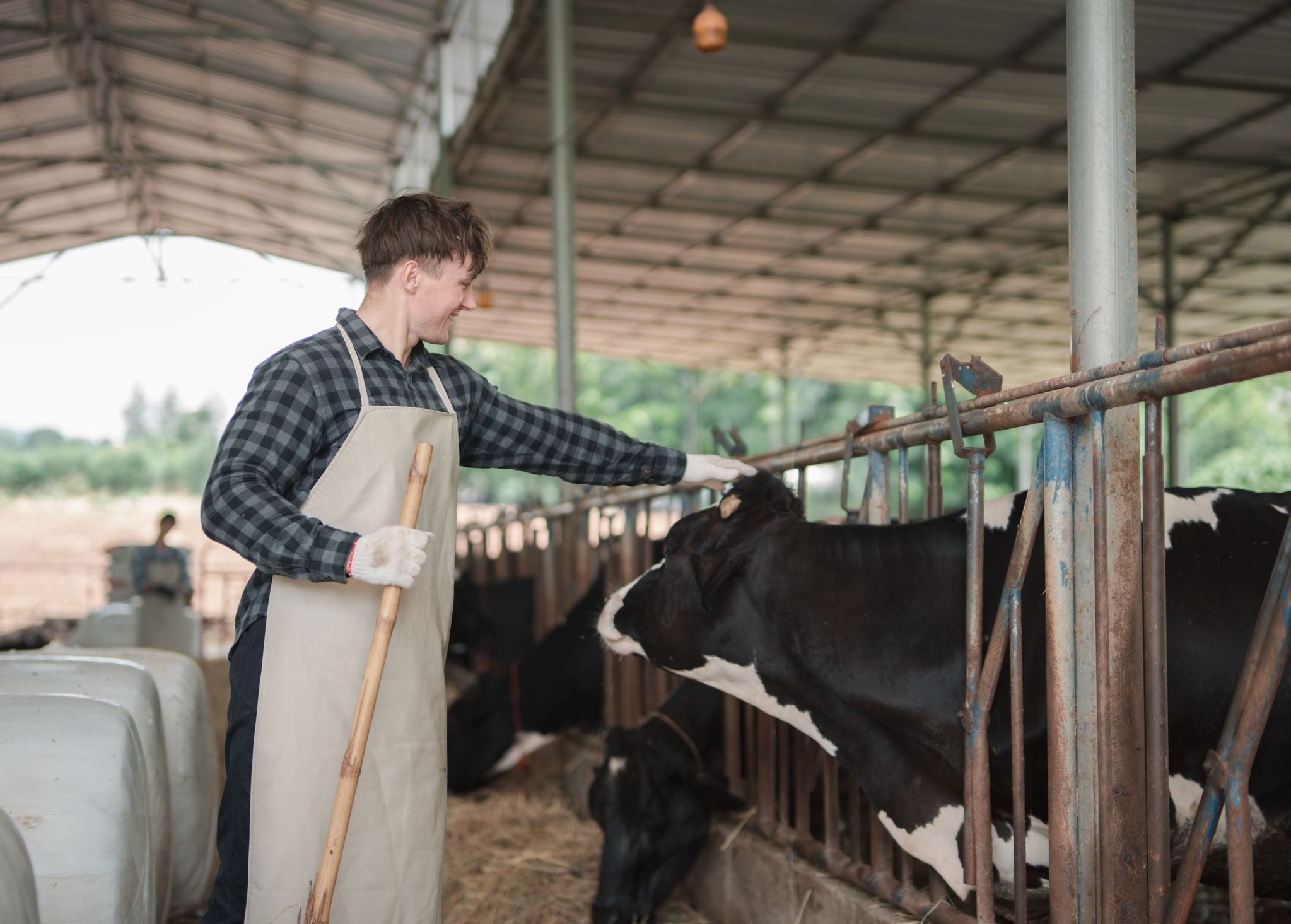 Junger Landwirt streichelt in einem modernen Stall eine schwarz-weiße Holstein-Kuh.