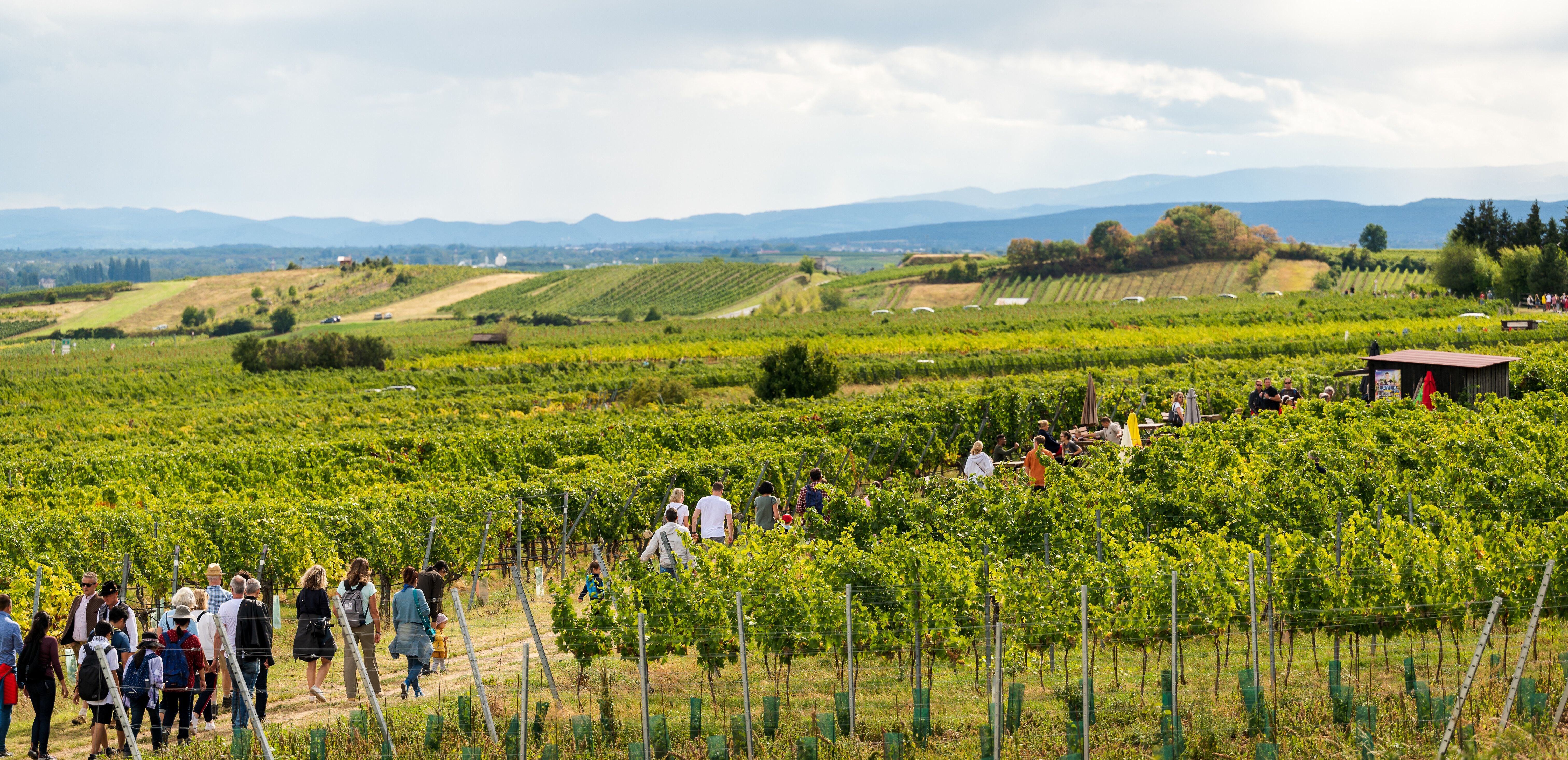 Menschen spazieren durch grüne Weinberge bei der Genussmeile im Freien unter bewölktem Himmel.