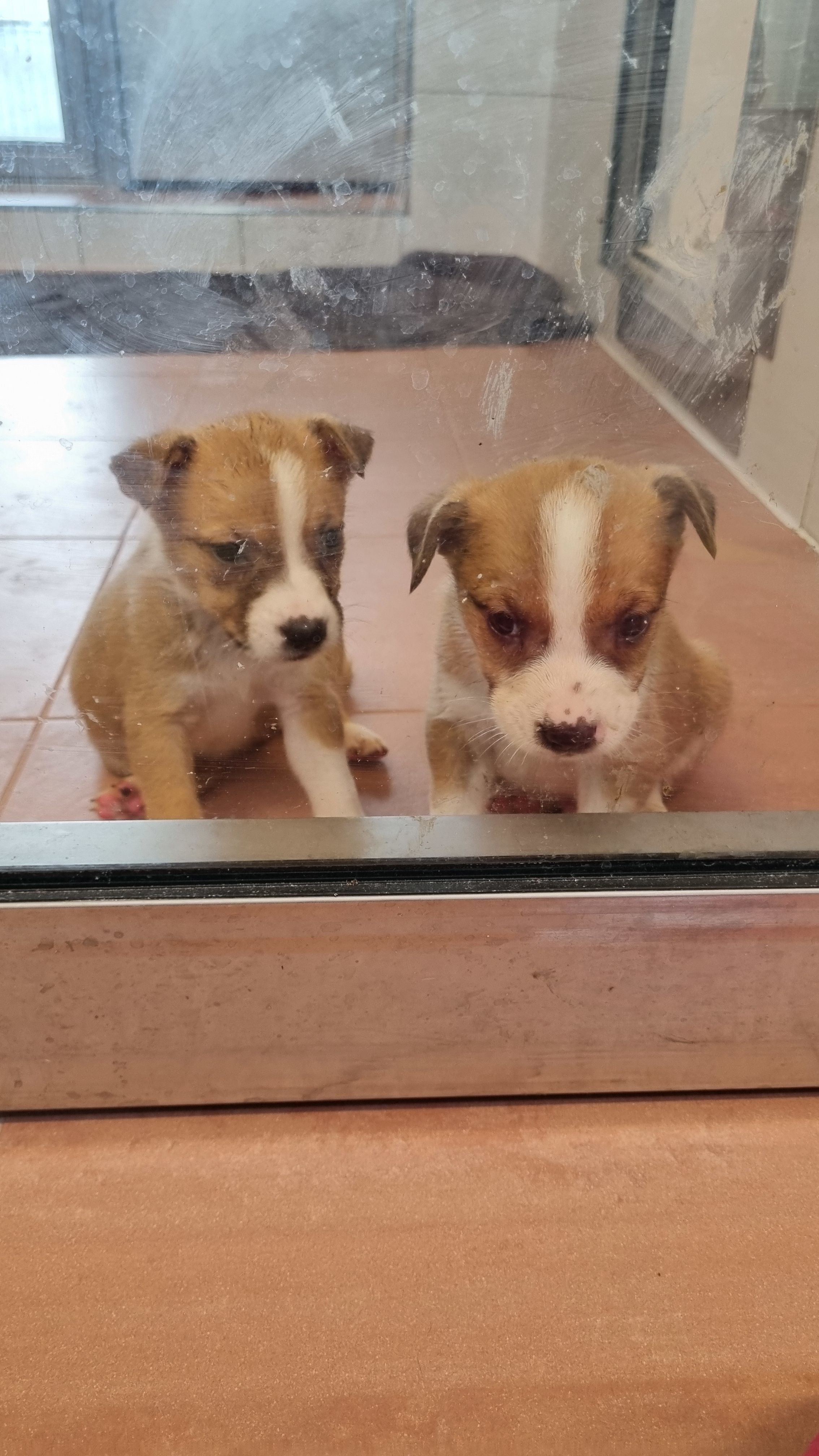 Zwei kleine braun-weiße Welpen sitzen hinter einer schmutzigen Glasscheibe.