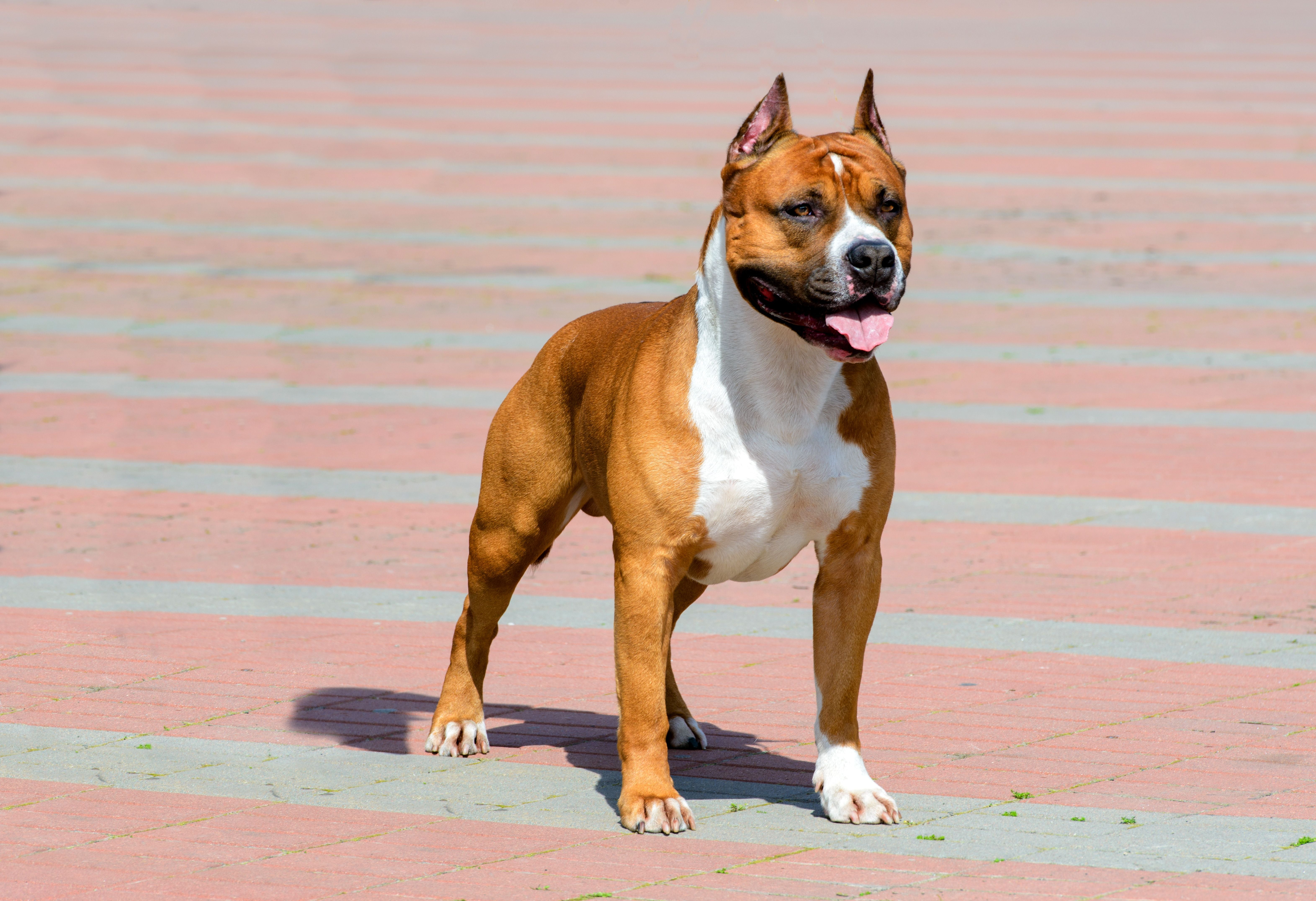 Ein American Staffordshire Terrier steht auf einem gepflasterten Platz und schaut nach vorne.