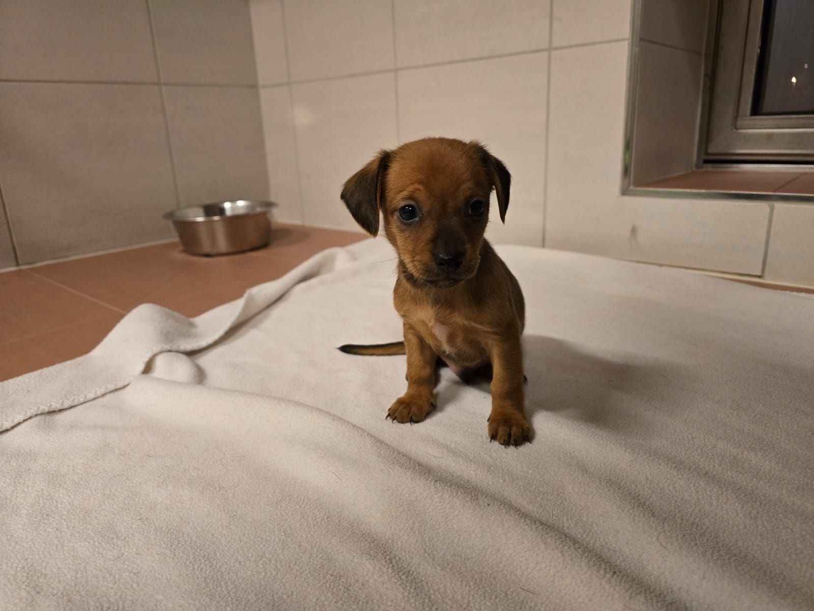 Kleiner brauner Welpe sitzt auf einer Decke in einem gefliesten Raum mit Wassernapf.