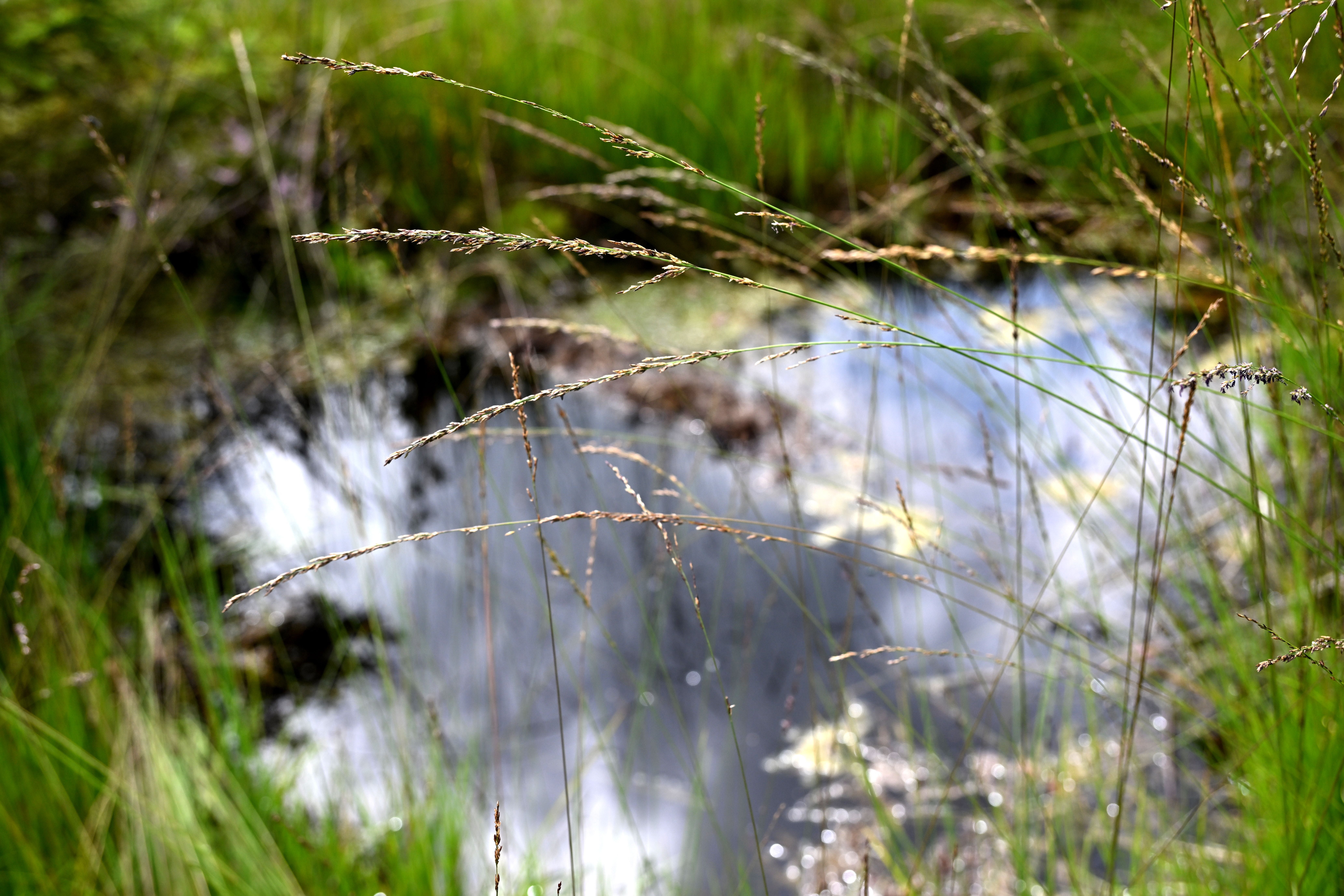 Mooren kommt in Zeiten des Klimawandels eine besonders große Bedeutung als Wasserrückhalt, CO2-Speicher und für die Biodiversität zu. Ein Beispiel dafür, wie die Renaturierung eines Moors bzw. einer Moorlandschaft gelingen kann, ist das Moor Salgenreute, das in den nächsten 20 bis 30 Jahren in seinen Originalzustand versetzt werden soll.